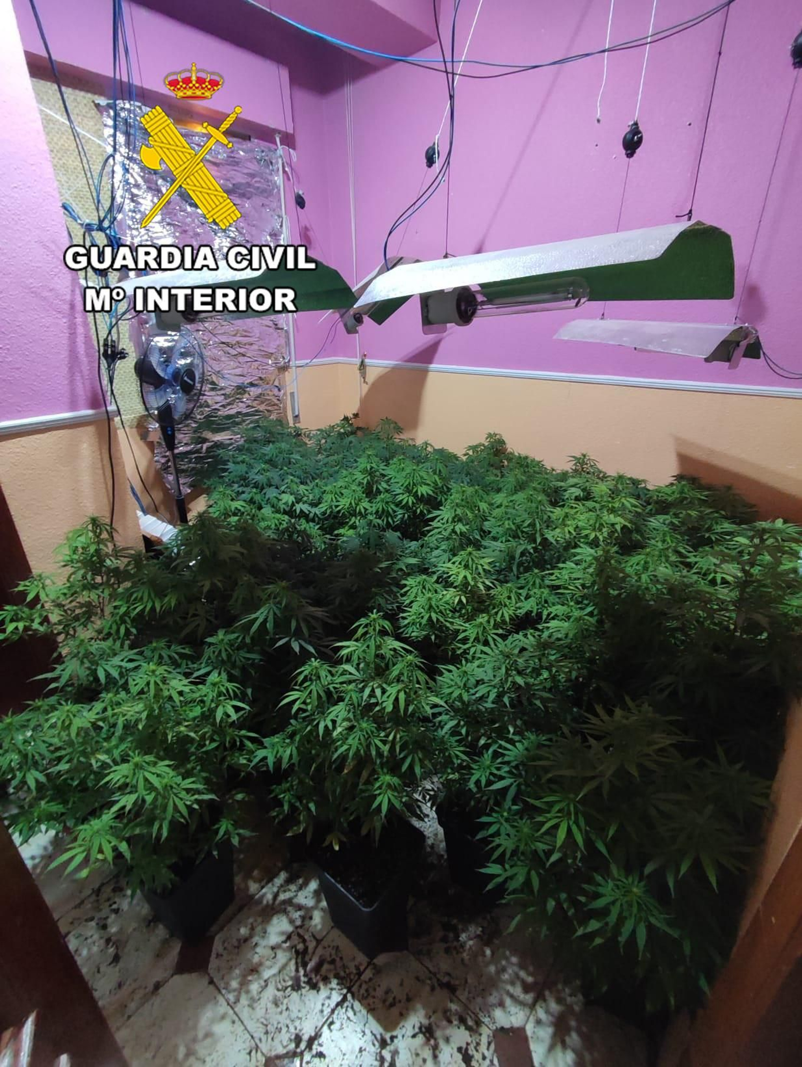 Plantas de marihuana intervenidas.