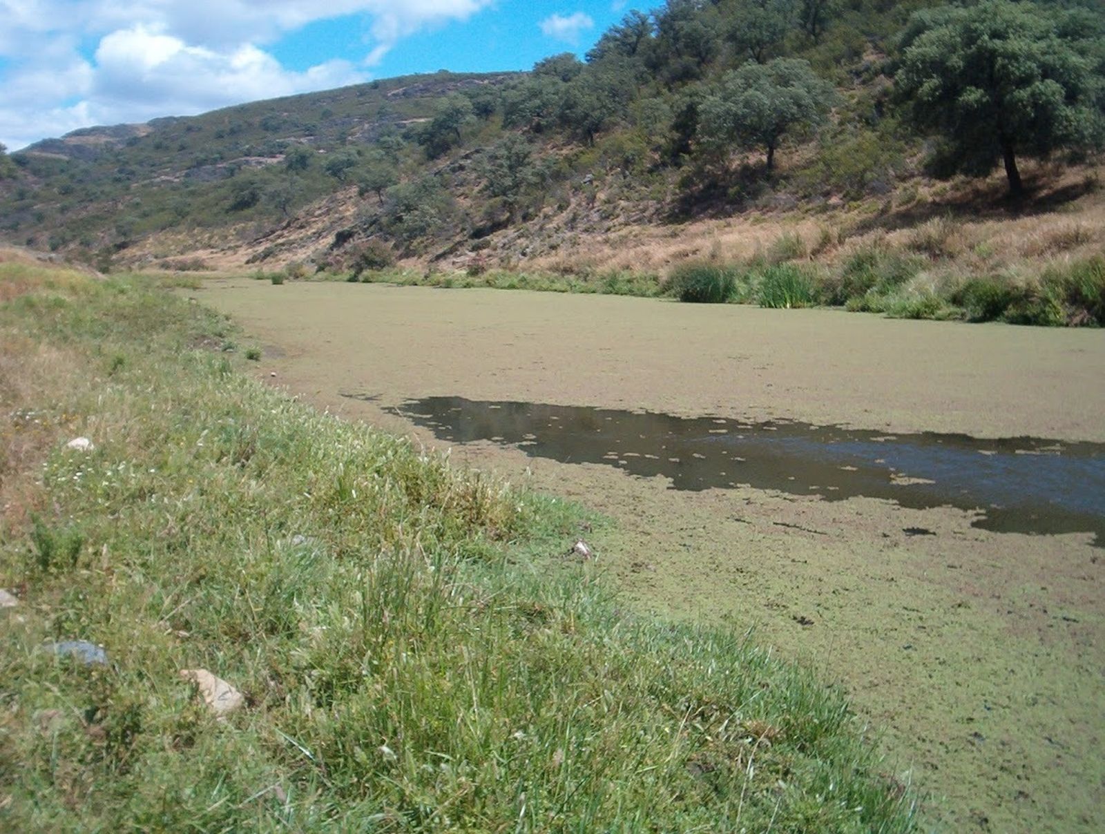 Ecologistas en Acción denuncia que el río Ribera del Cala se muere