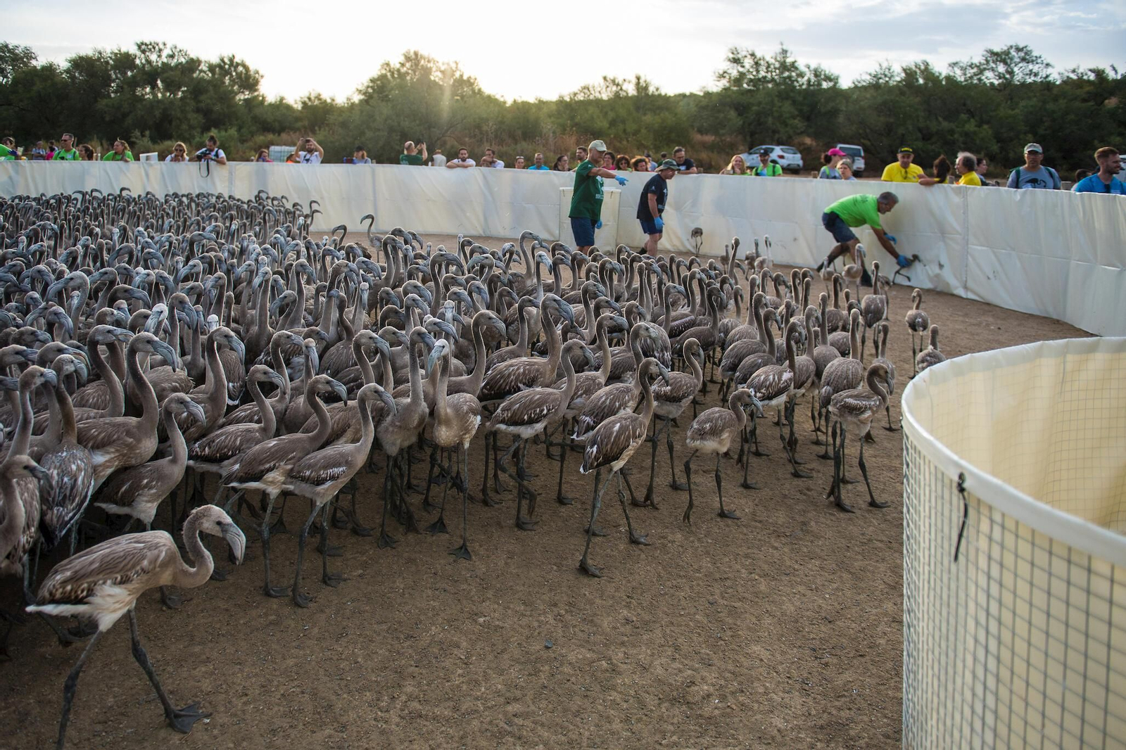 Flamencos en la Laguna de Fuente de Piedra durante el anillamiento (fotos)
