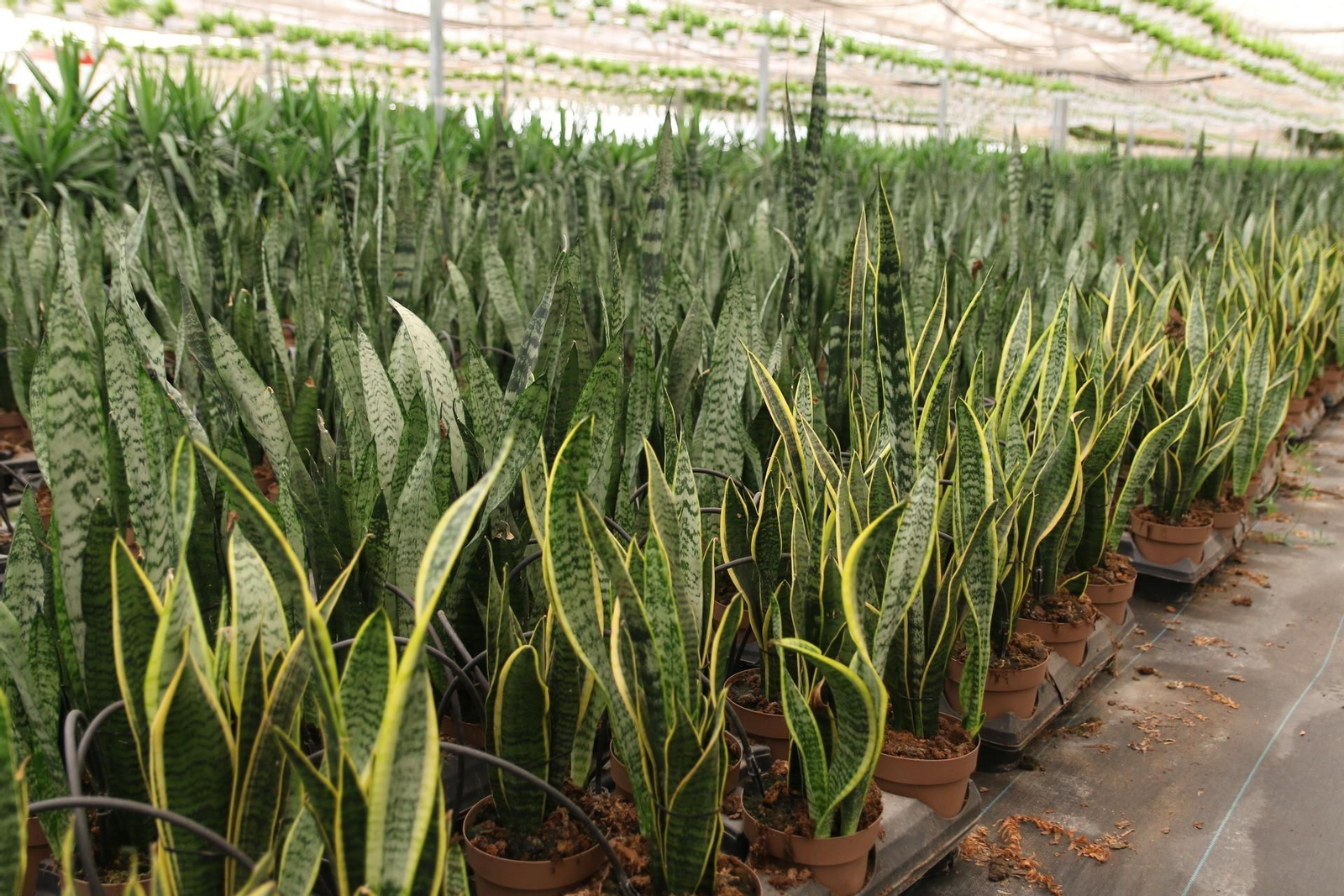 Imágenes de la venta de planta planta ornamental y flor cortada de Vícar