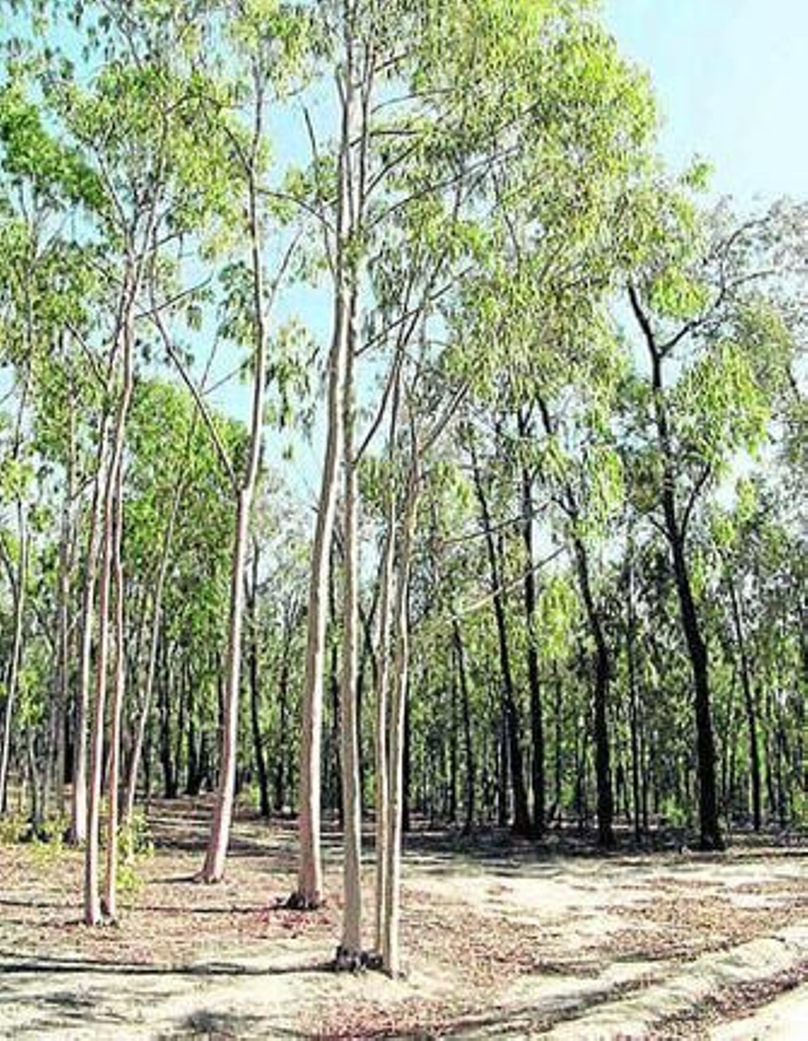 Uno de los eucaliptales gestionados por Ence.