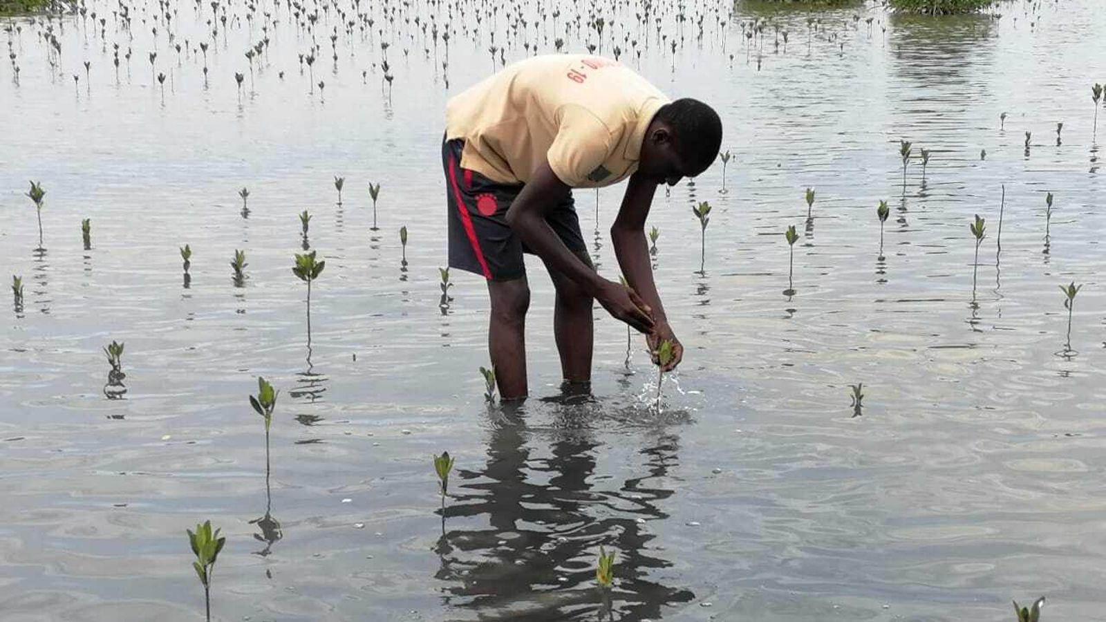 Un hombre comprueba el estado de la plantación de arroz.