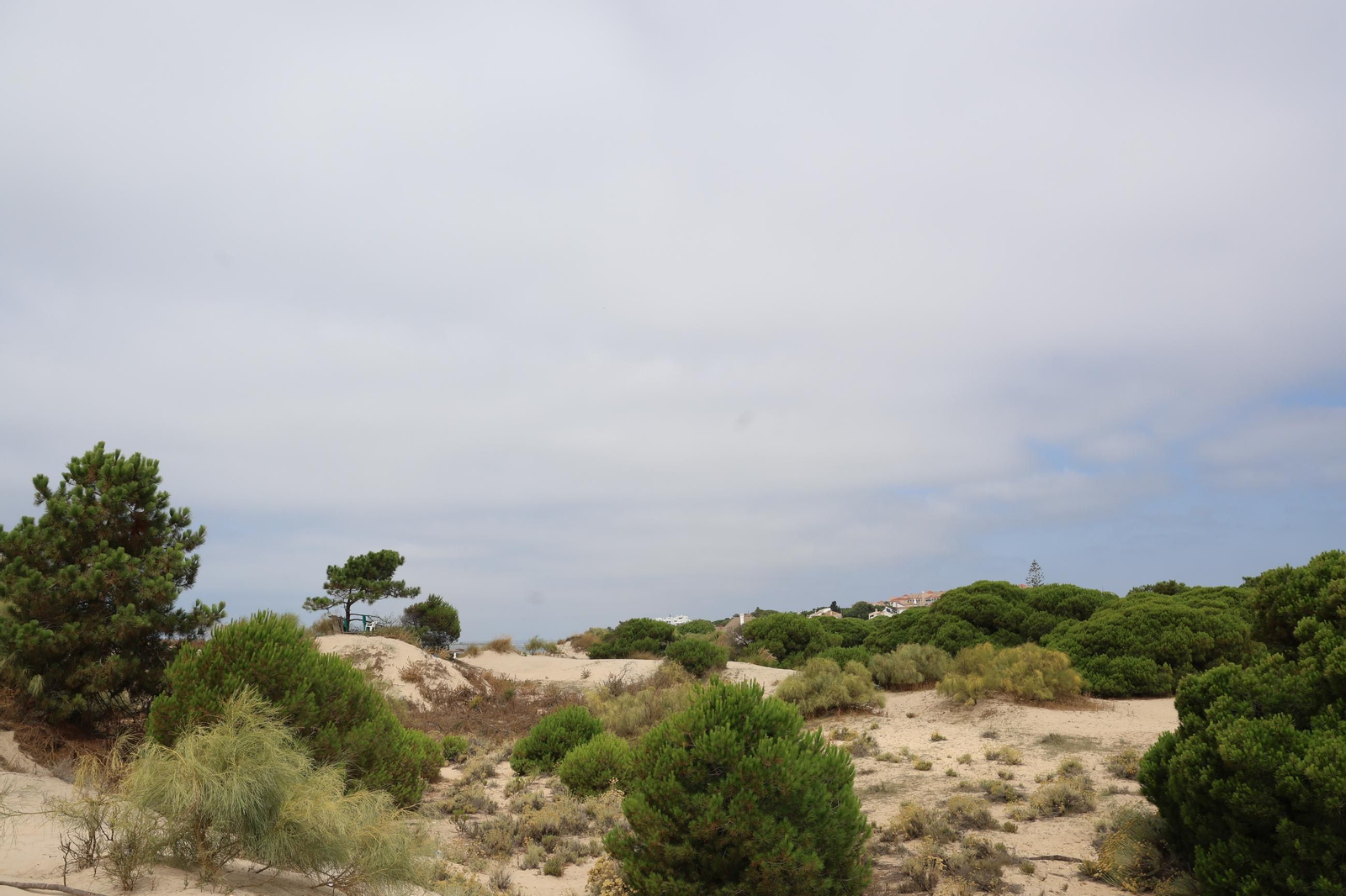 Imágenes de la diversa vegetación de las Dunas del Portil