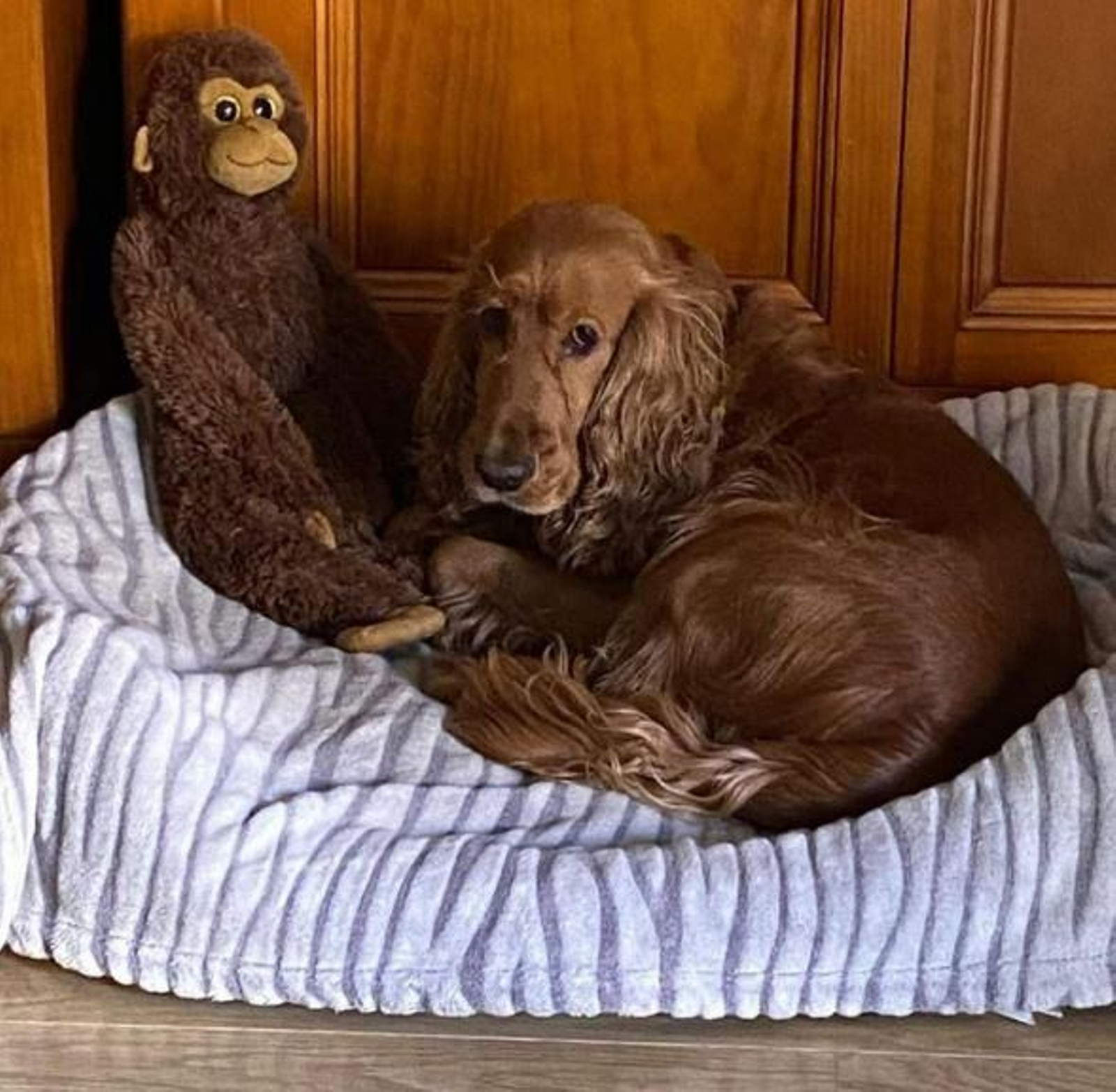'Homer', el perro fallecido en Córdoba tras una negligencia veterinaria.
