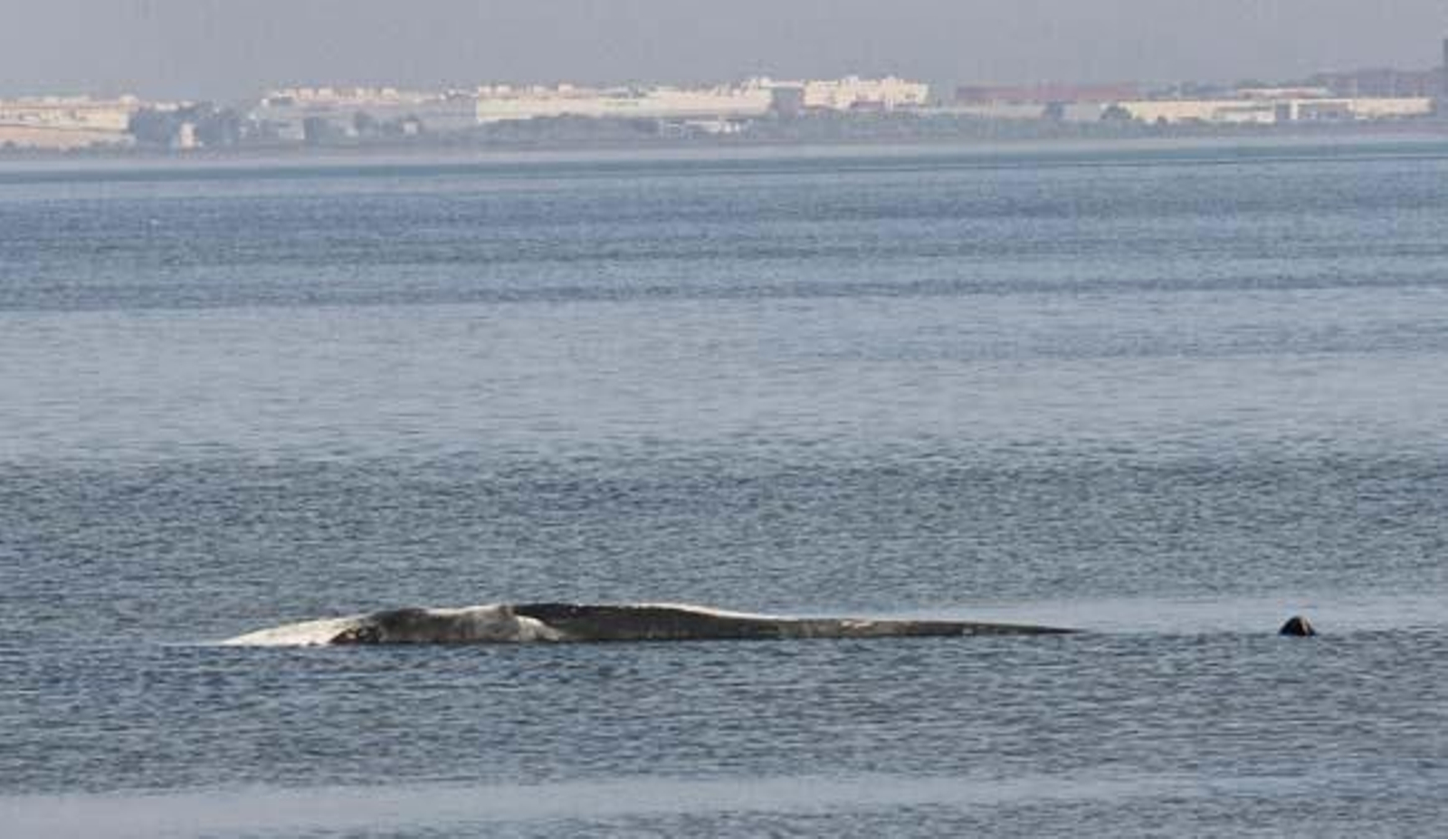 Hallado el cadáver de una cría de ballena en la Bahía de Cádiz