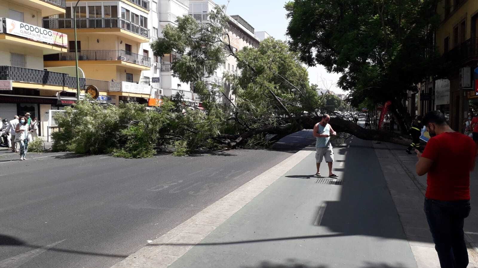 El árbol caído en Luis Montoto, una jacaranda, invadió toda la calzada sin causar daños ni heridos.