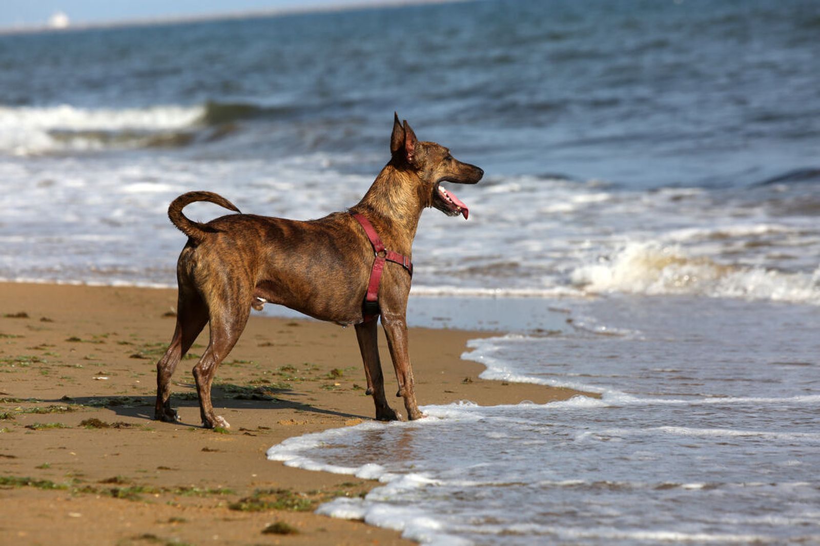 Las 6 playas de Huelva a las que podrás ir con tu perro este verano sin sanciones