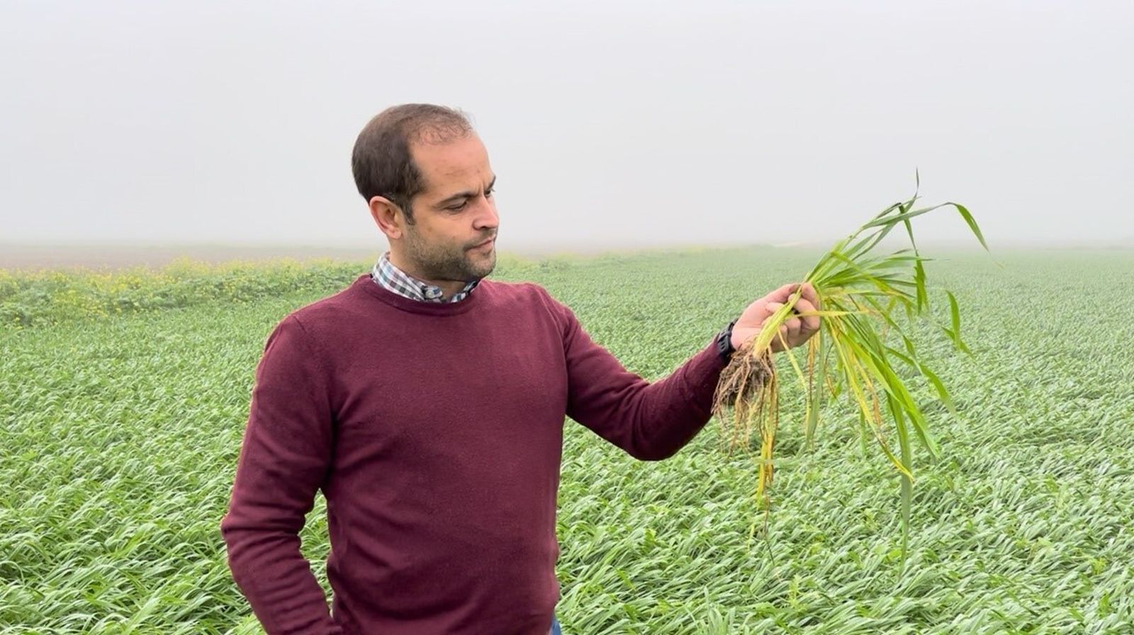 Resultados en trigo en Sevilla con NHDelta de Ecoculture
