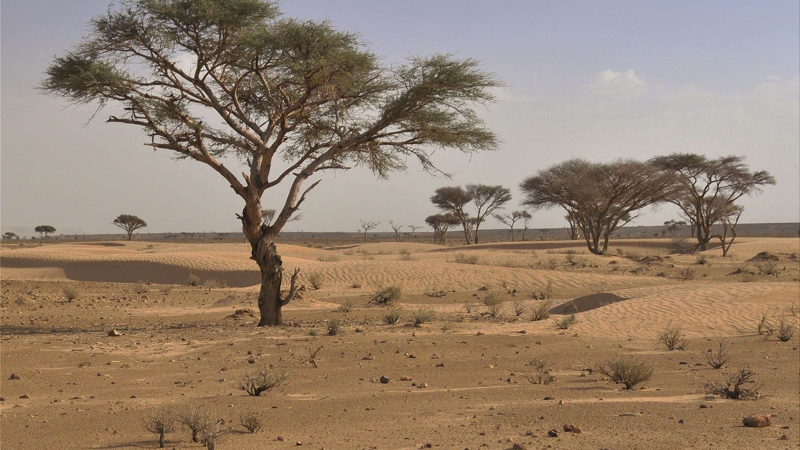 'Desertificación agonía de la abundancia'