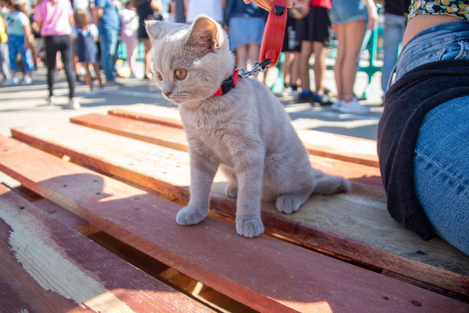 ¿Has estado en el primer desfile solidario de mascotas celebrado en Motril?