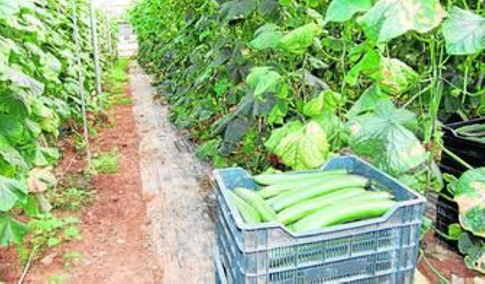 Interior del invernadero donde crecen los productos ecológicos.