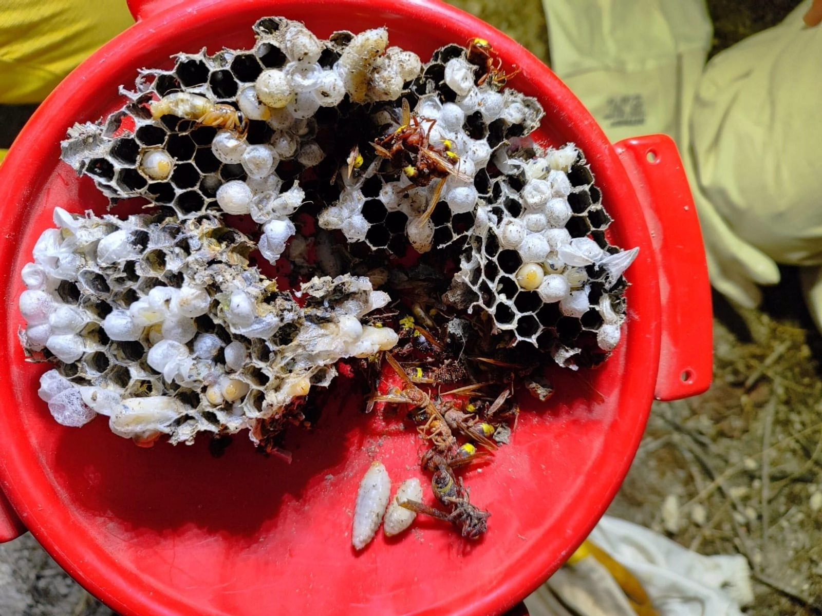 Nido de avispa asiática en Jaén.