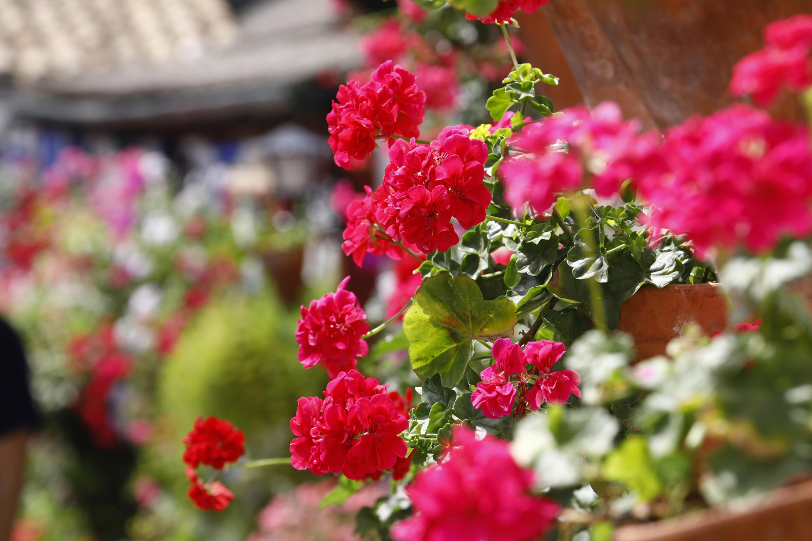 El primer día de Patios en Córdoba, en imágenes