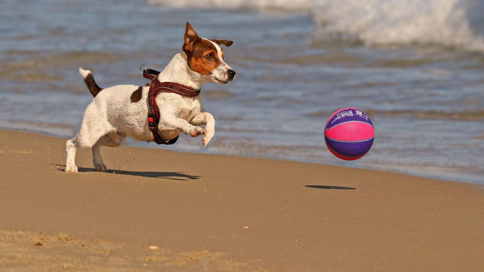 Un perro juega con la pelota en la playa.