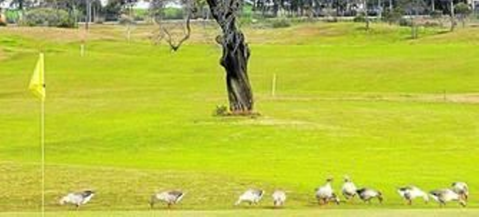 Una bandada de patos picotea plácidamente en un hoyo del campo de gol de Puerto Real, en una imagen de archivo.