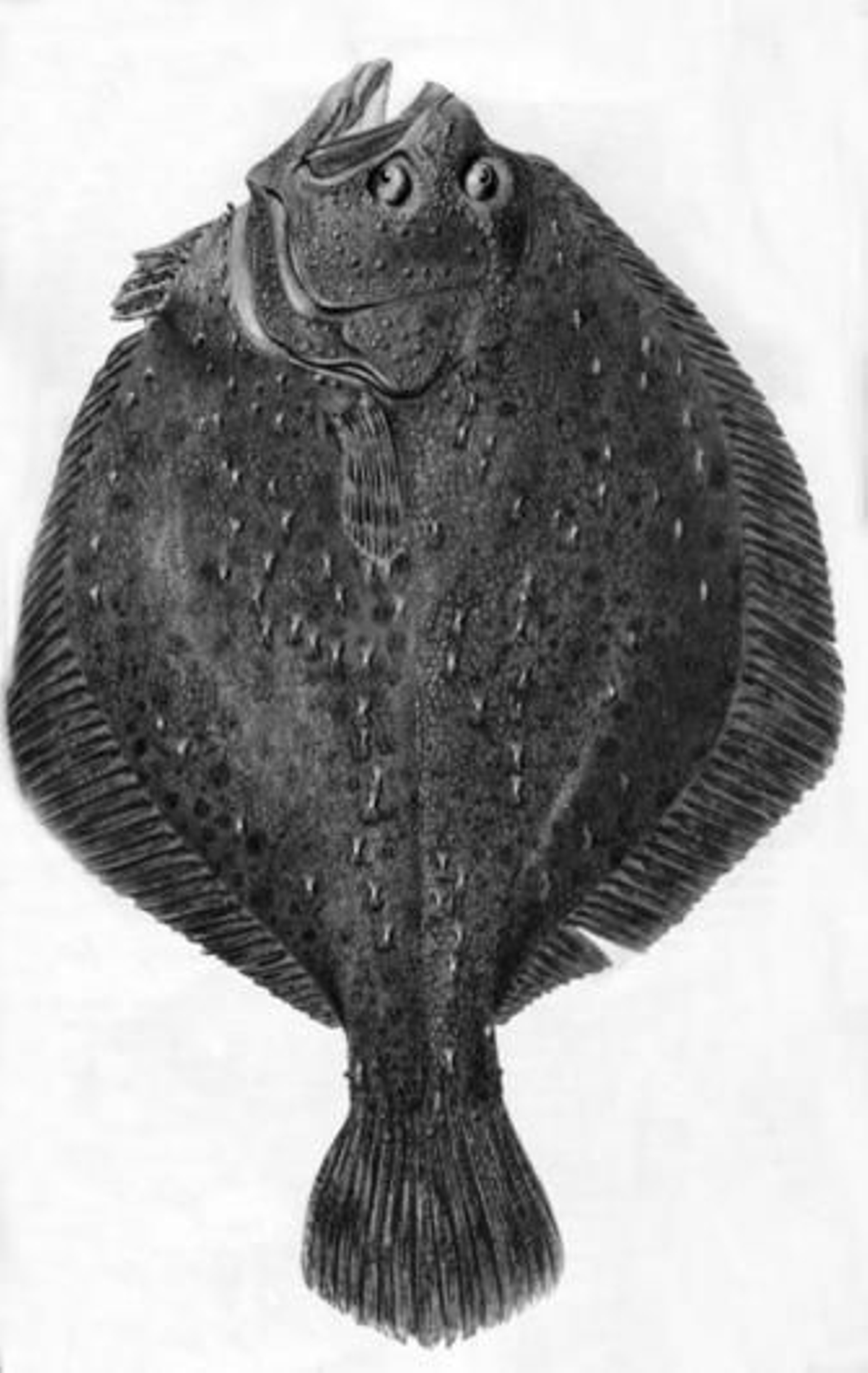 Los cambios radicales que sufren algunos peces