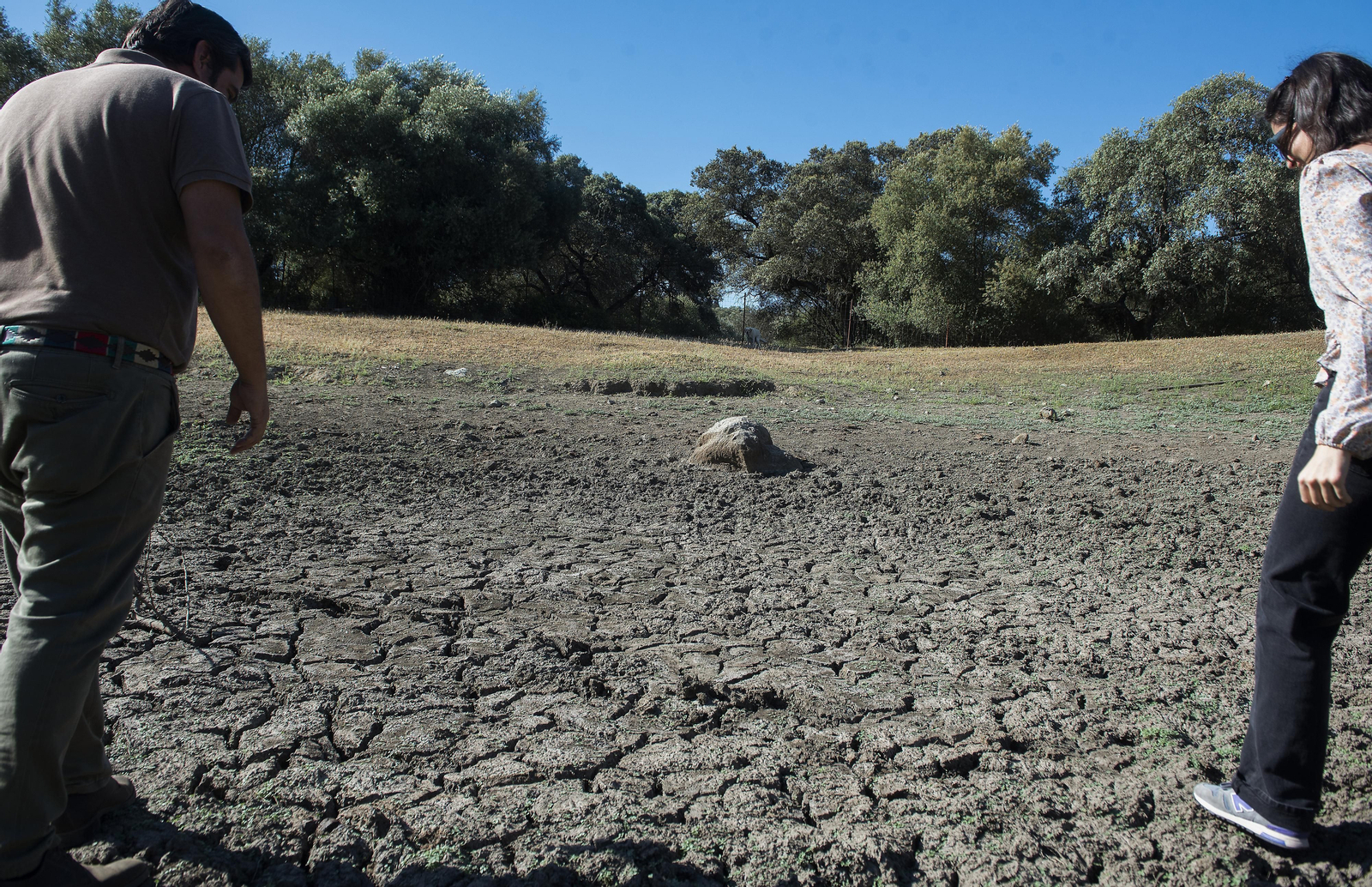 La sequía amenaza a la ganadería de toda Andalucía