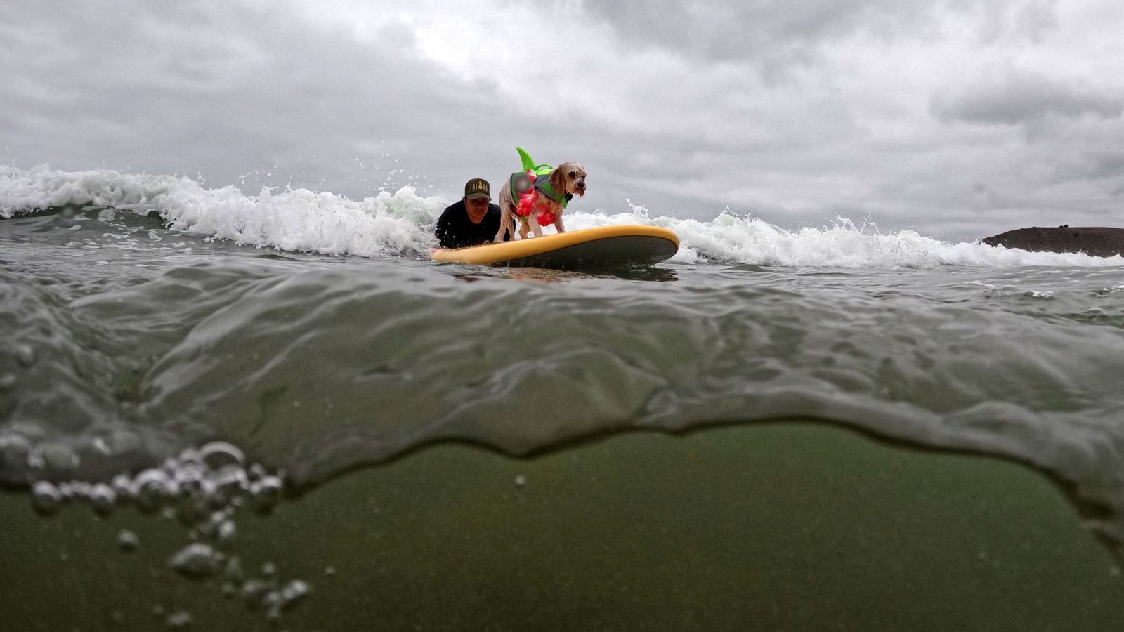 Campeonato de Surf Canino 1