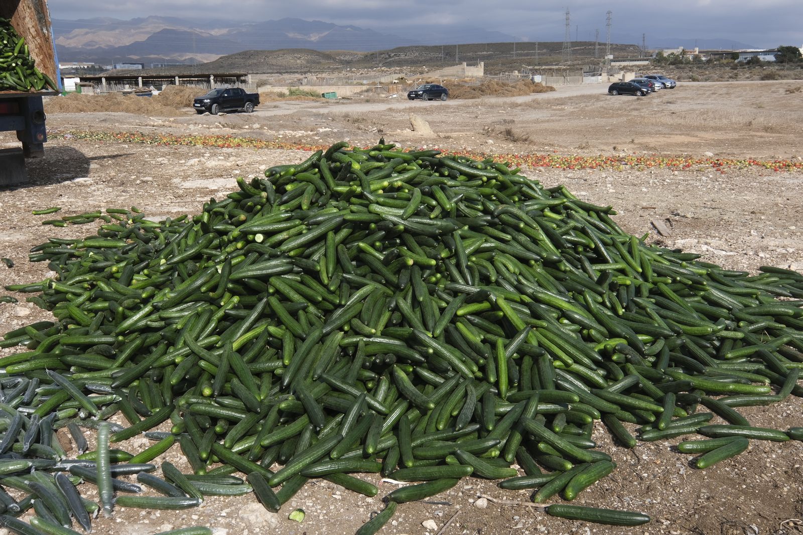Fotogalería destrucción de pepinos en Almería