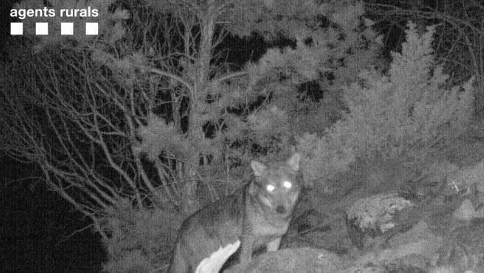 Aparece un lobo en este Parque Nacional por primera vez en 100 años