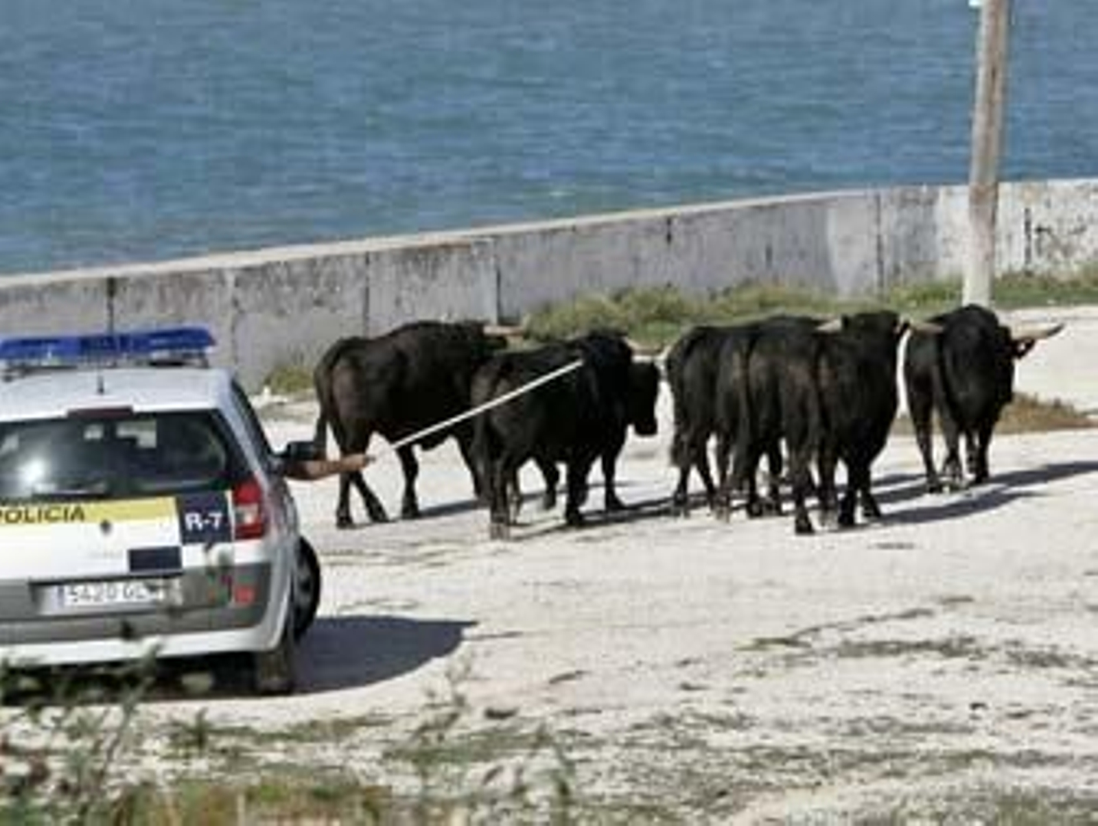 Siete toros burlan el sistema de seguridad de ‘Knight and Day’