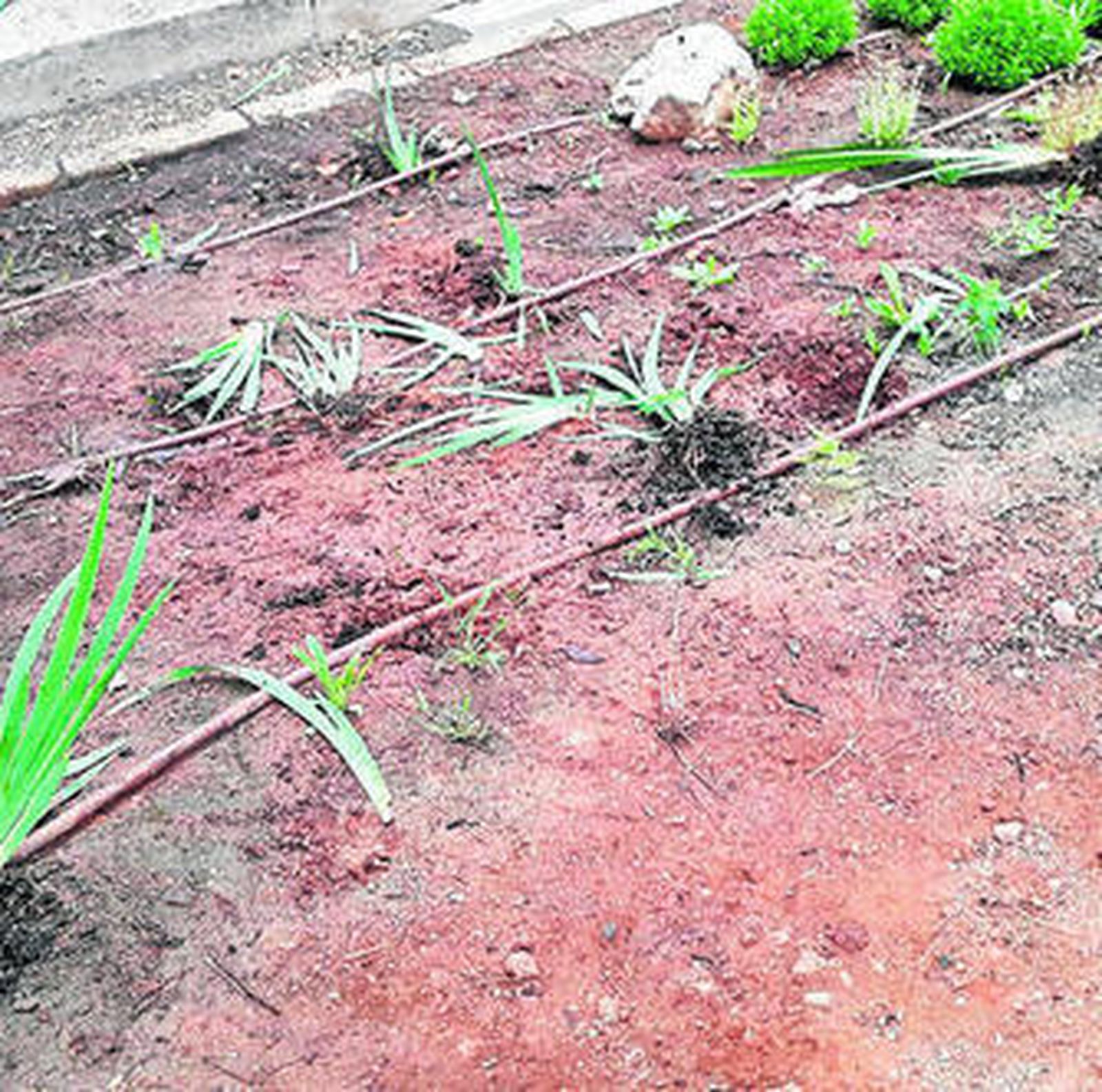 Así quedaron las plantas en el parque Nicolás Salmerón.