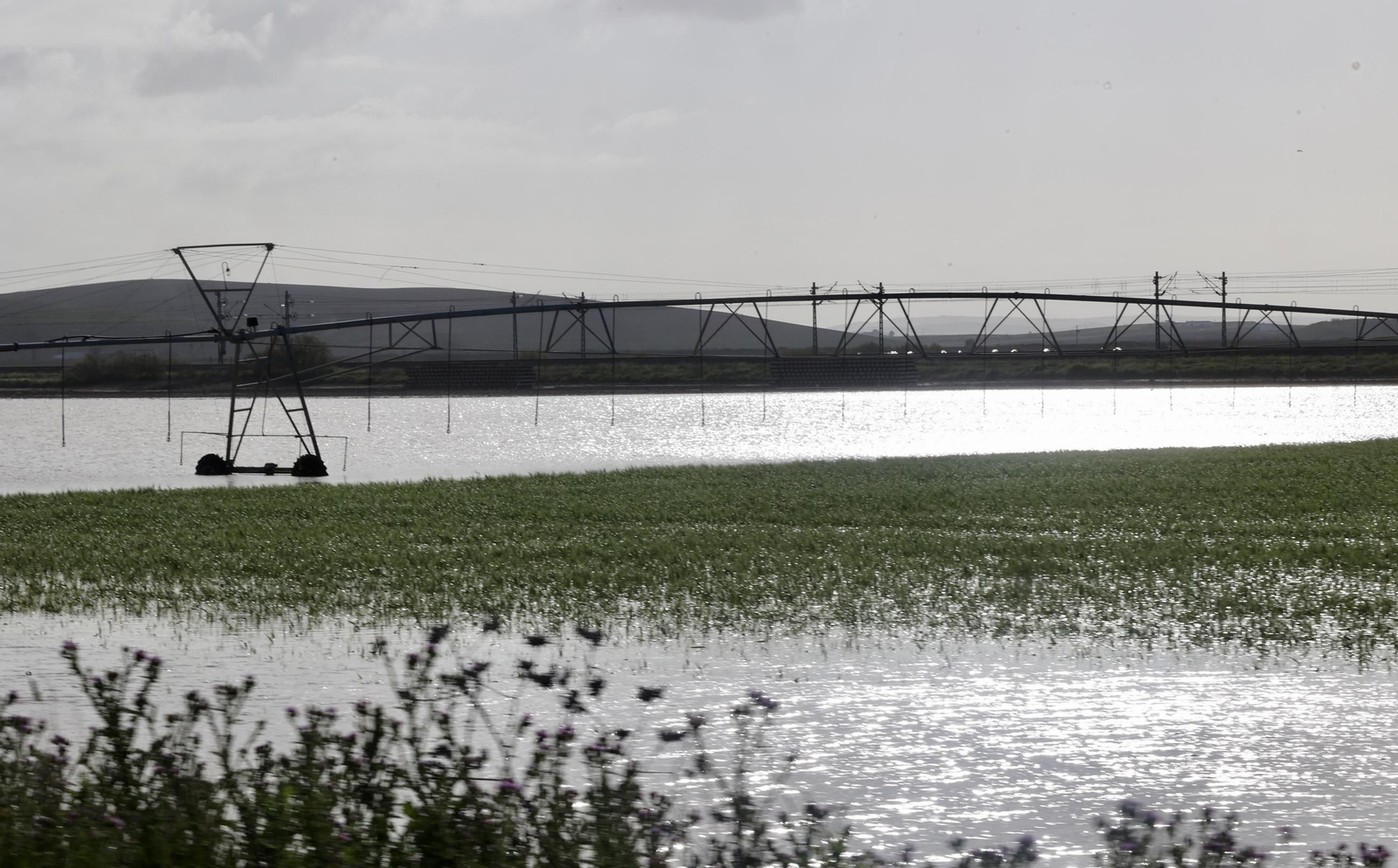 El campo en Lebrija inundado tras las lluvias