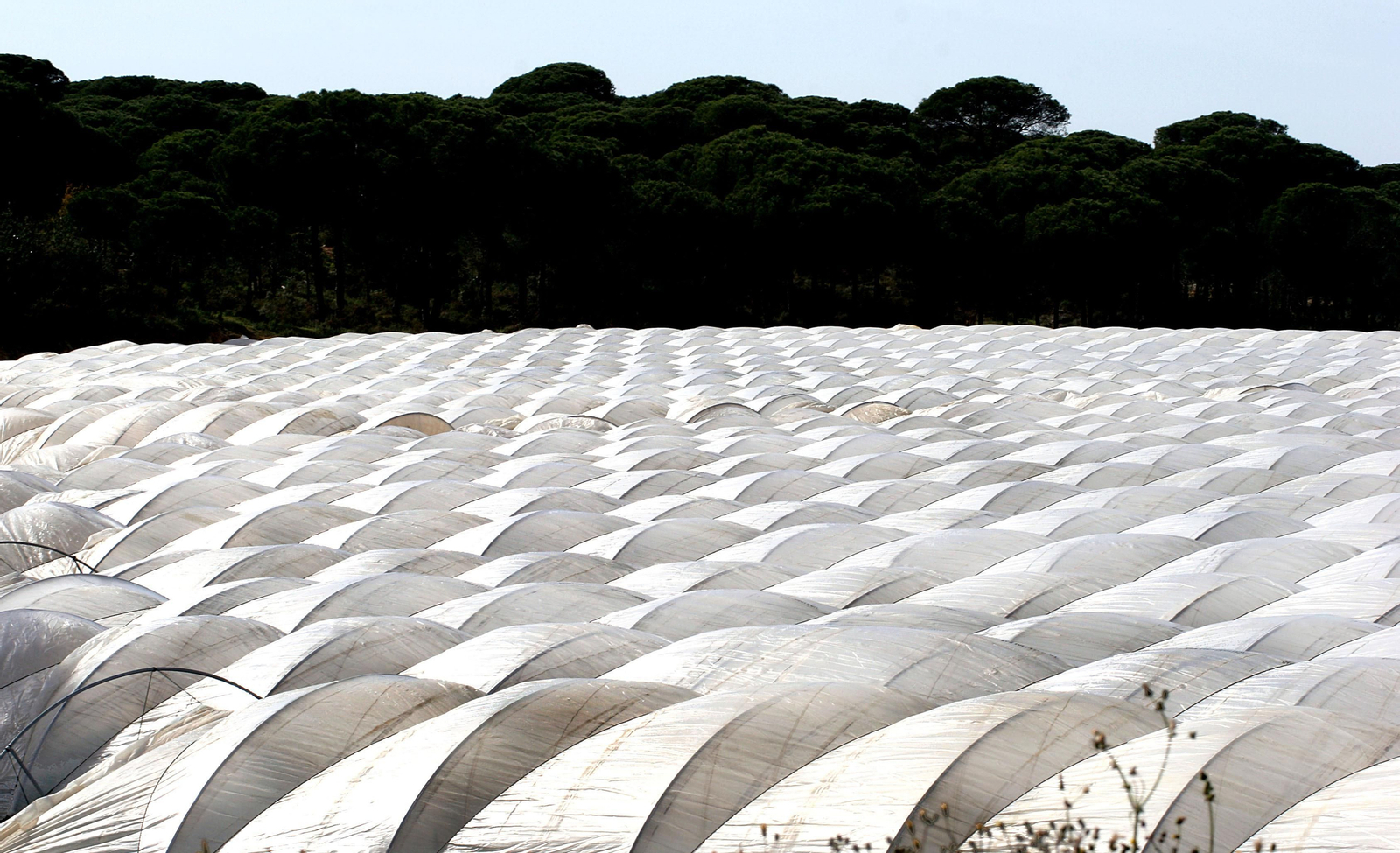 Cultivo de frutos rojos bajo plástico en la zona del Condado onubense.
