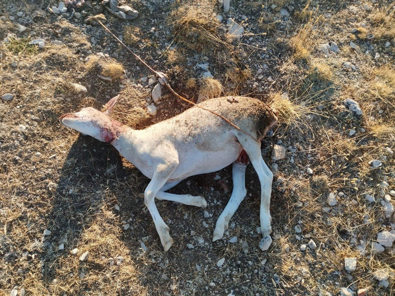 Oveja herida tras el ataque de un zorro en el Altiplano de Granada, en una imagen de archivo
