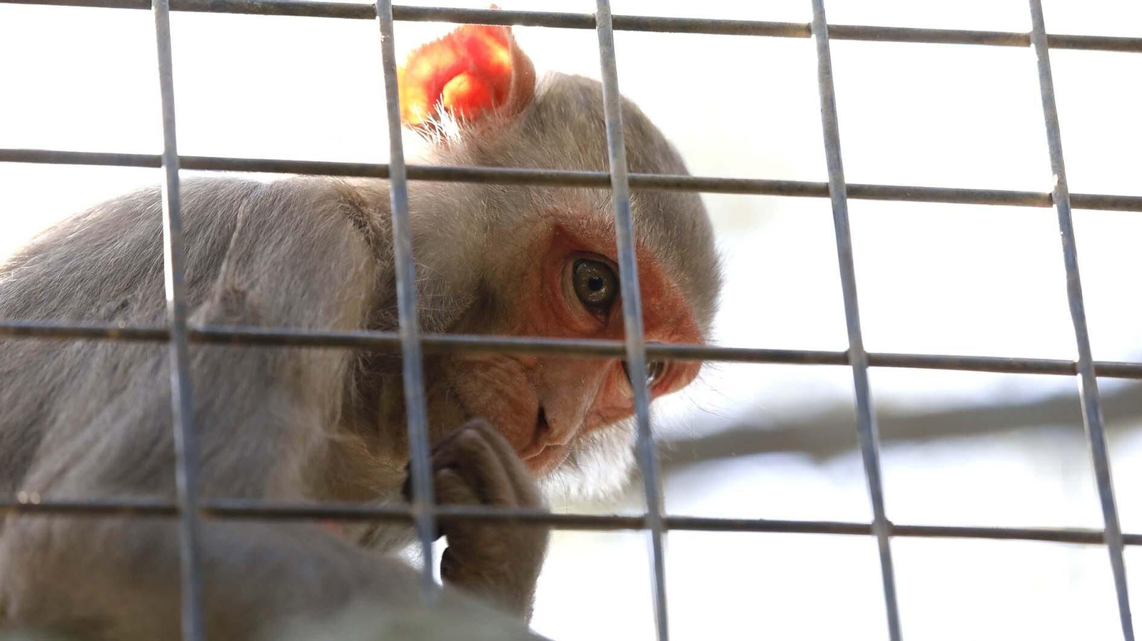 Un mono en el zoo de Castellar de la Frontera.