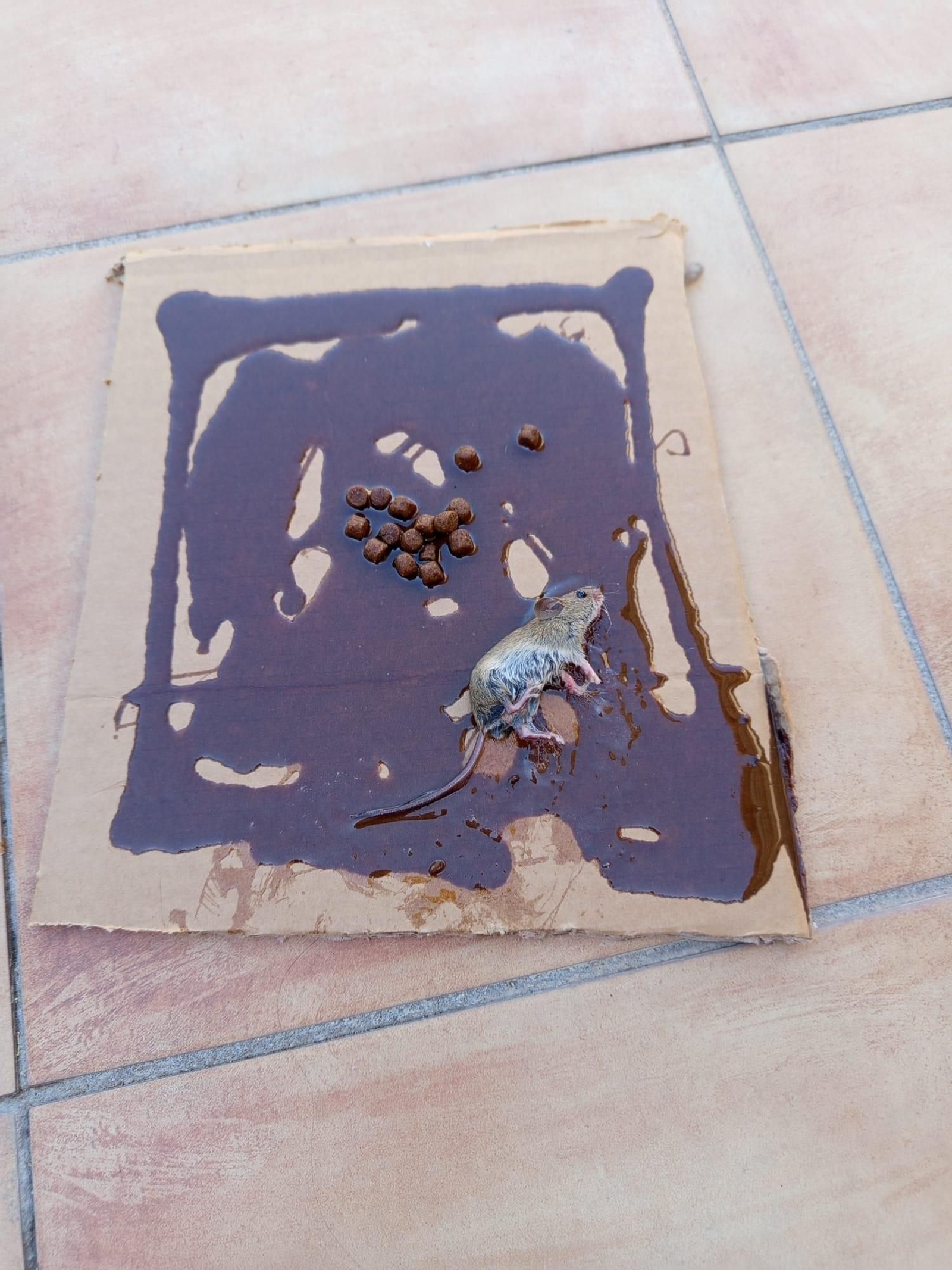 Vecinos denuncian plaga de ratas en las calles Mar Negro y Mar Jónico de Jerez