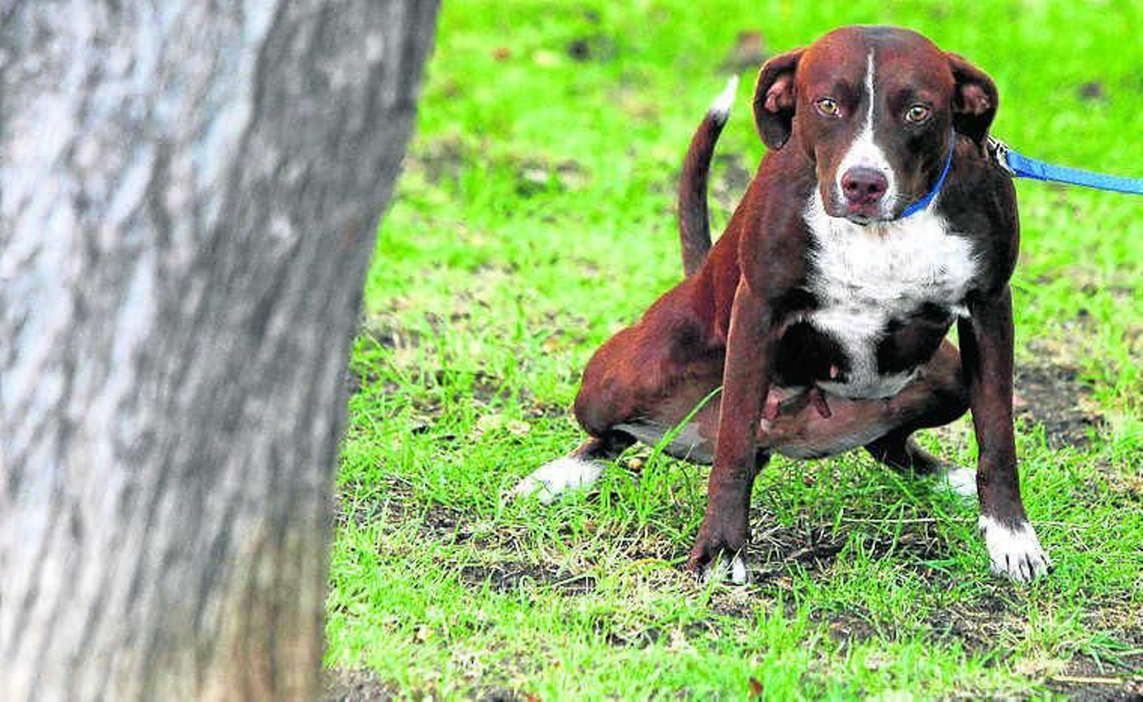 Los perros están cada vez más integrados en las familias gaditanas