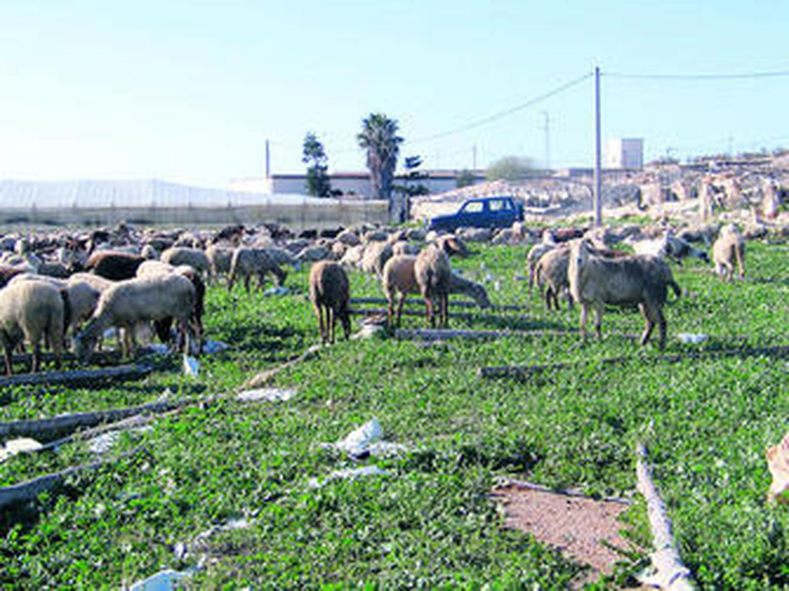 El rebaño de ovejas pace tranquilamente en uno de los campos. El trabajo de pastor requiere dedicación casi completa.