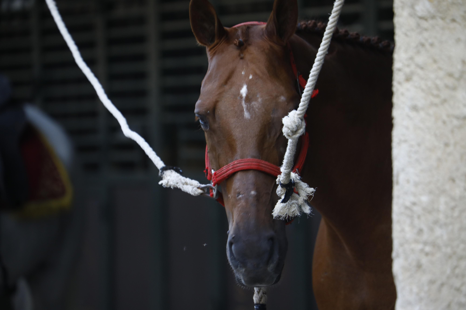 El arranque del XXVII Concurso Morfológico de La Feria del Caballo de Córdoba, en imágenes