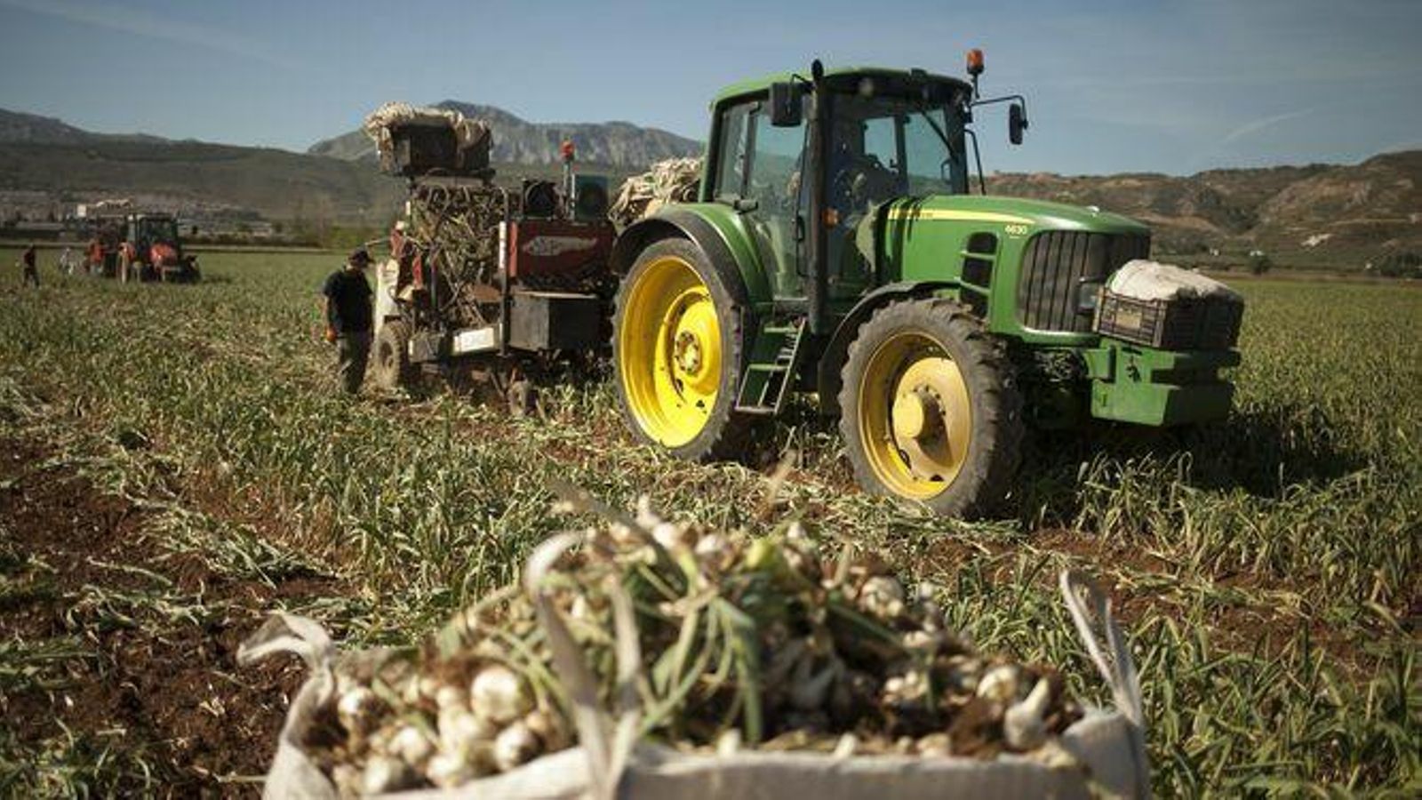 Un tractor trabajando en una explotación de ajos de Antequera.