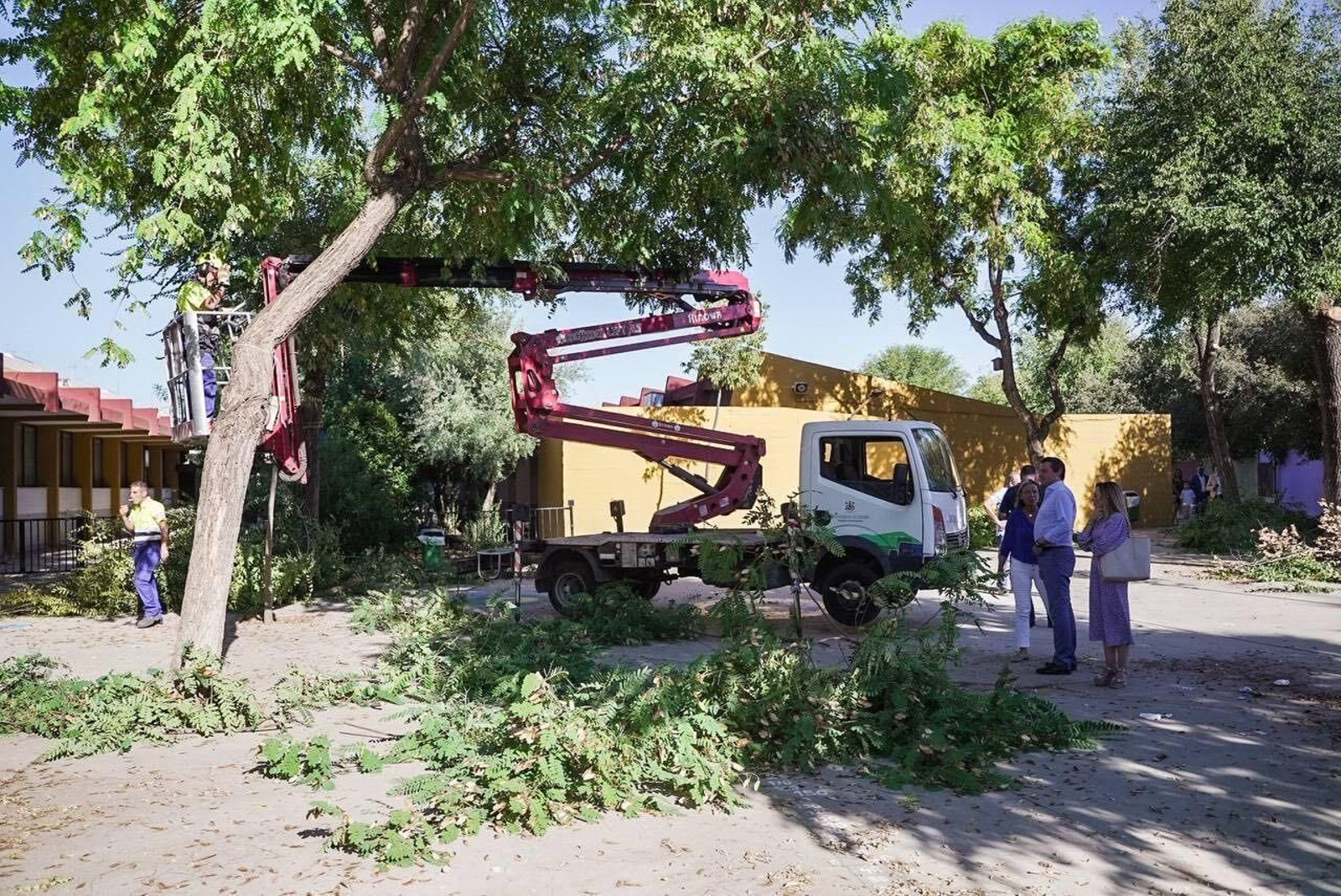 Poda de árboles en el colegio Mediterráneo.