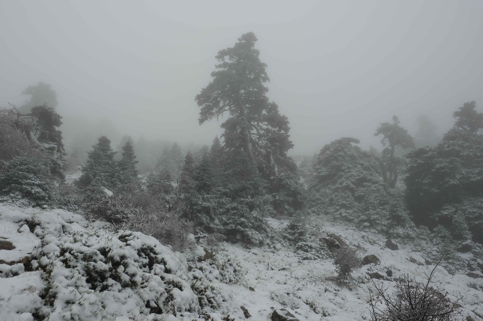 Estampa invernal en al Parque Nacional Sierra de las Nieves, en imágenes