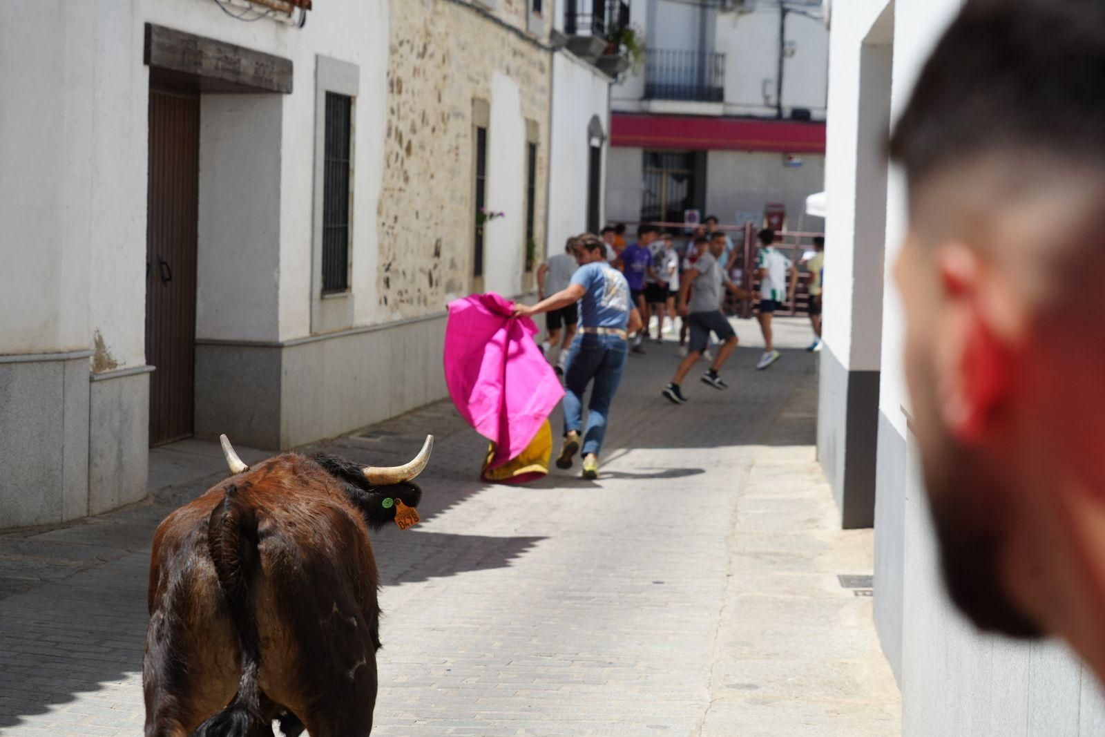 Las mejores imágenes de la suelta de vaquillas en la Feria de Alcaracejos