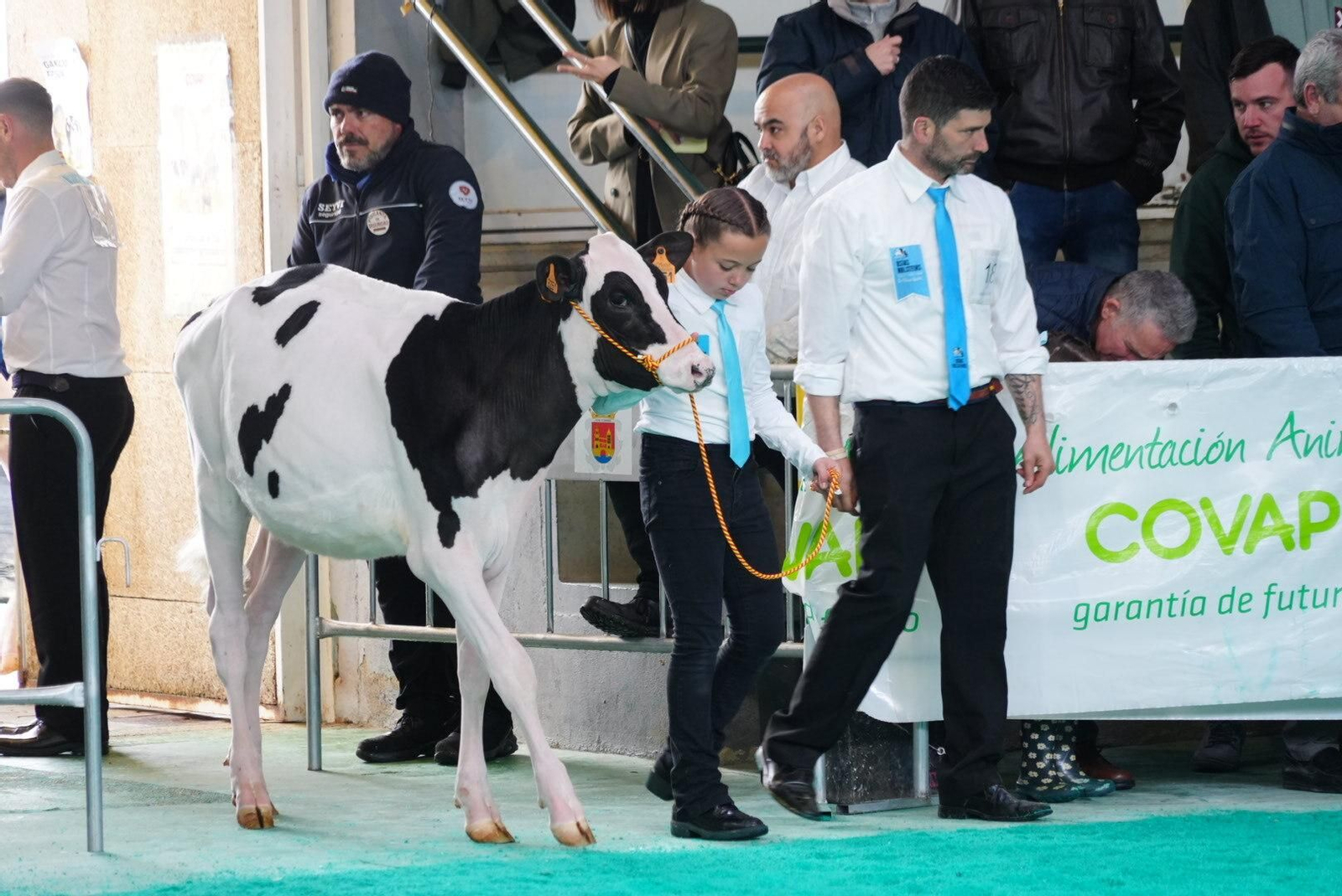 El Gran Campeonato de Novillas de la XVI Feria de Ganado Frisón Usías Holsteins de Dos Torres, en imágenes
