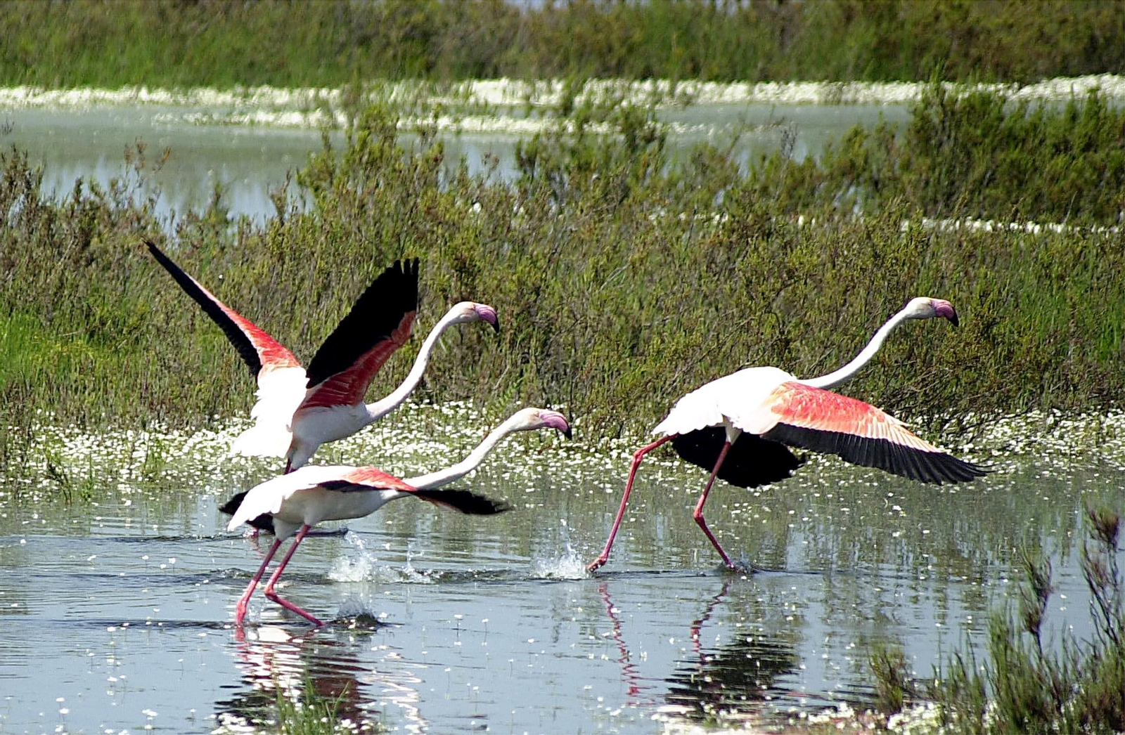Un paseo por Doñana en imágenes