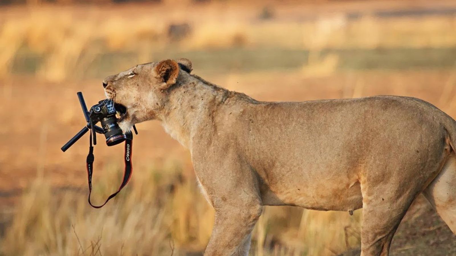 leona con la cámara