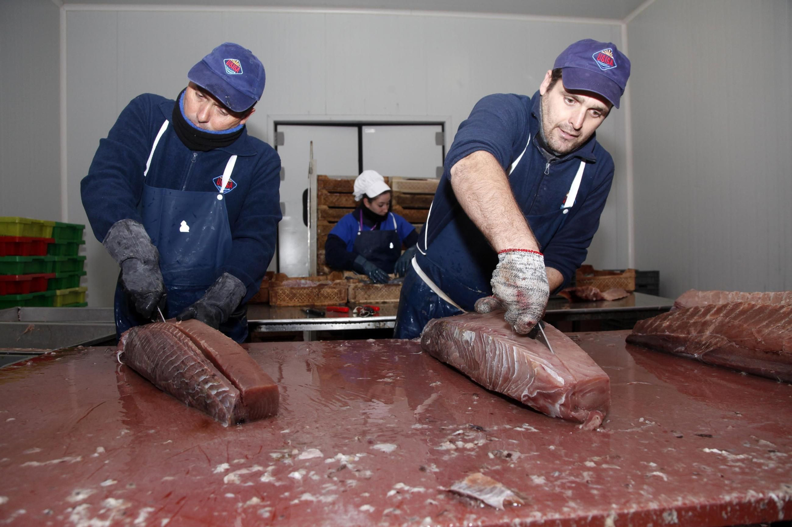 Dos trabajadores proceden a prepararar los lomos para elaborar la mojama, en una imagen de archivo. Dos trabajadores proceden a prepararar los lomos para elaborar la mojama, en una imagen de archivo.