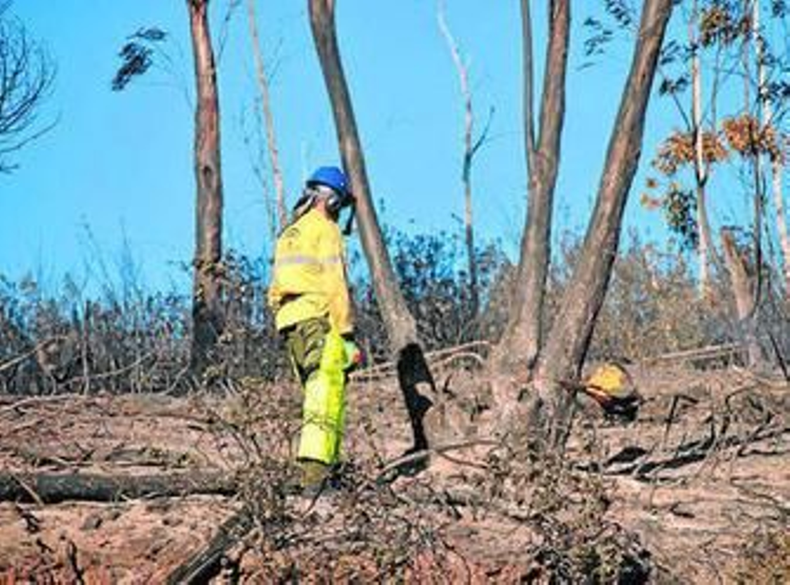 Un operario del Infoca realiza labores de limpieza con una motosierra tras un incendio. Un operario del Infoca realiza labores de limpieza con una motosierra tras un incendio.
