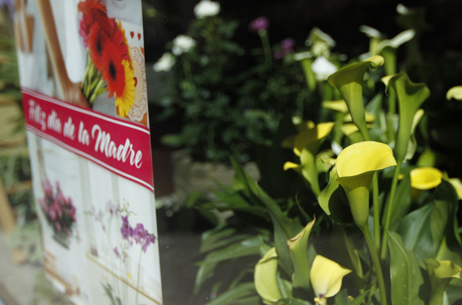 Fotogalería plantas para el Día de la Madre en Suministros Tripiana