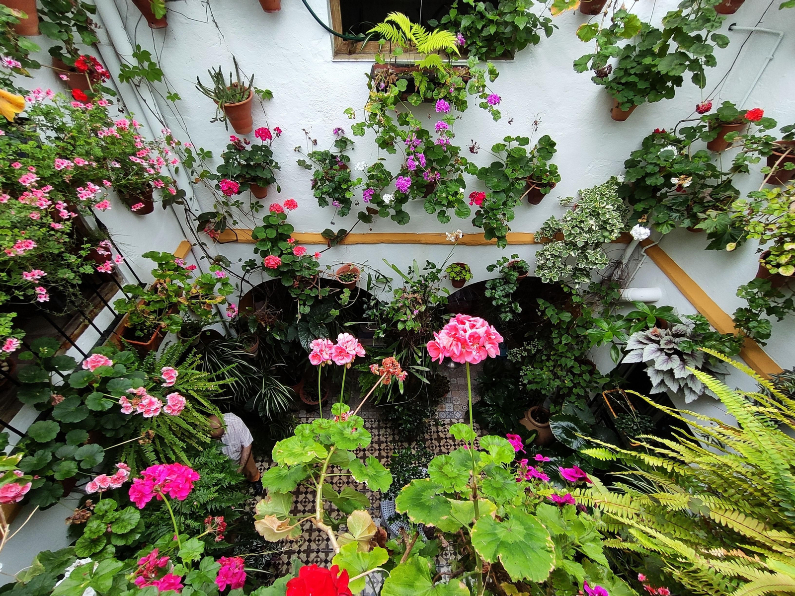 Los Patios de Córdoba en tiempos de crisis: Alfonso XII, 29