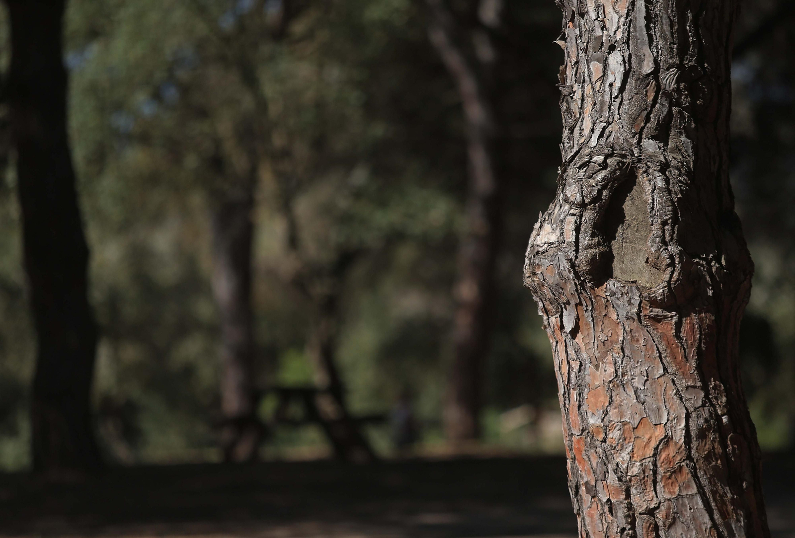 El Pinar del Rey de San Roque, en imágenes