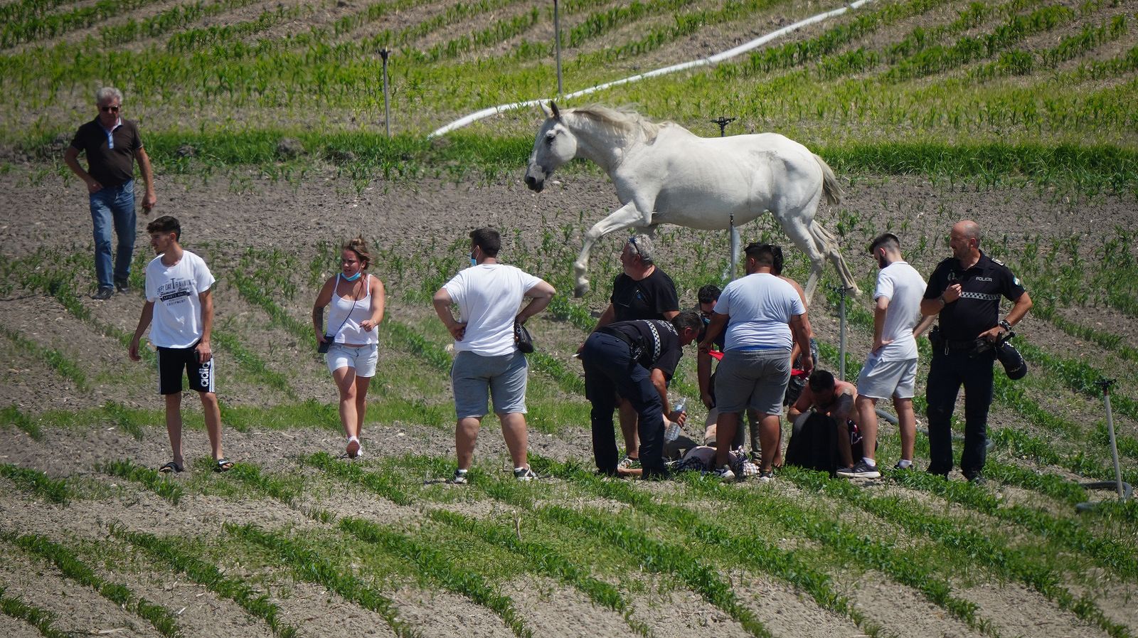 Muere un caballo después de que la manada fuese liberada