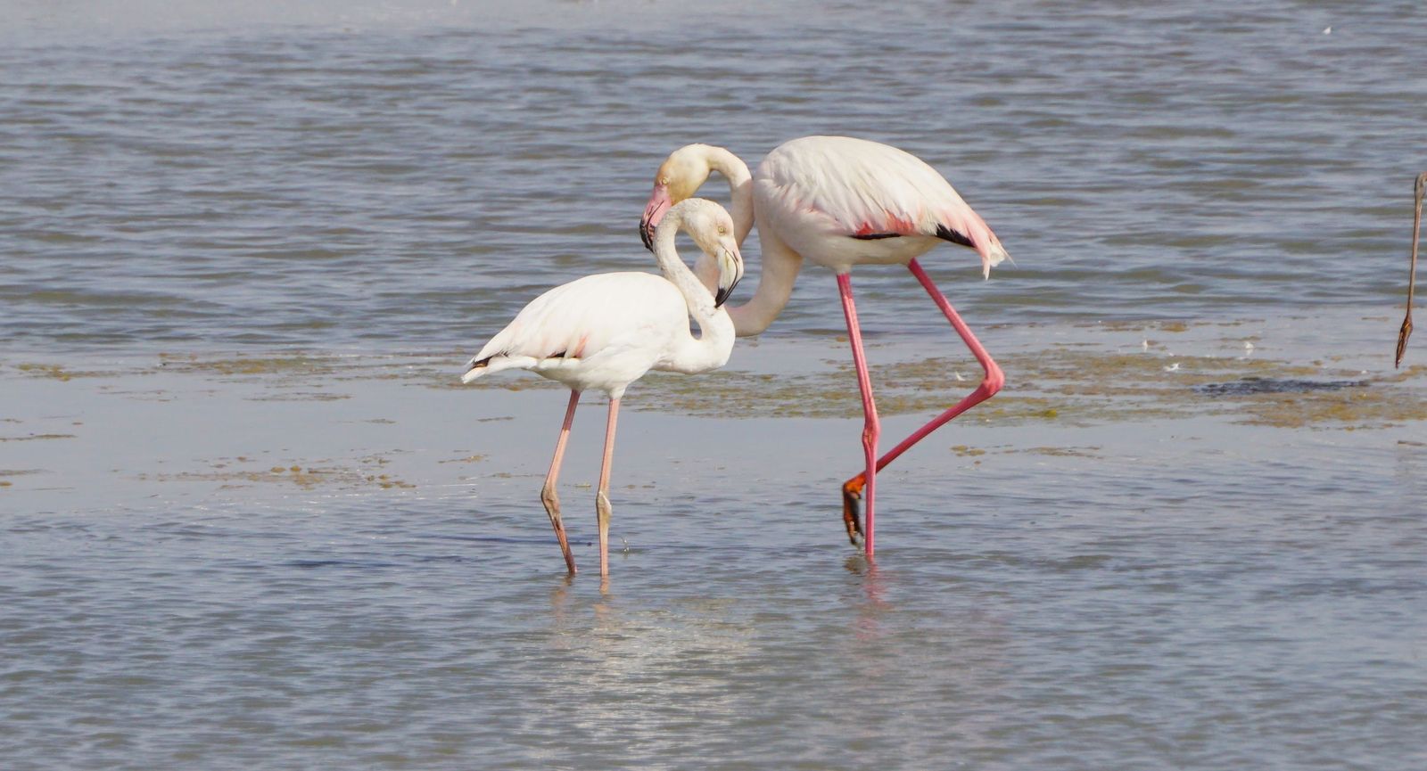 Flamencos en la Bahía de Cádiz