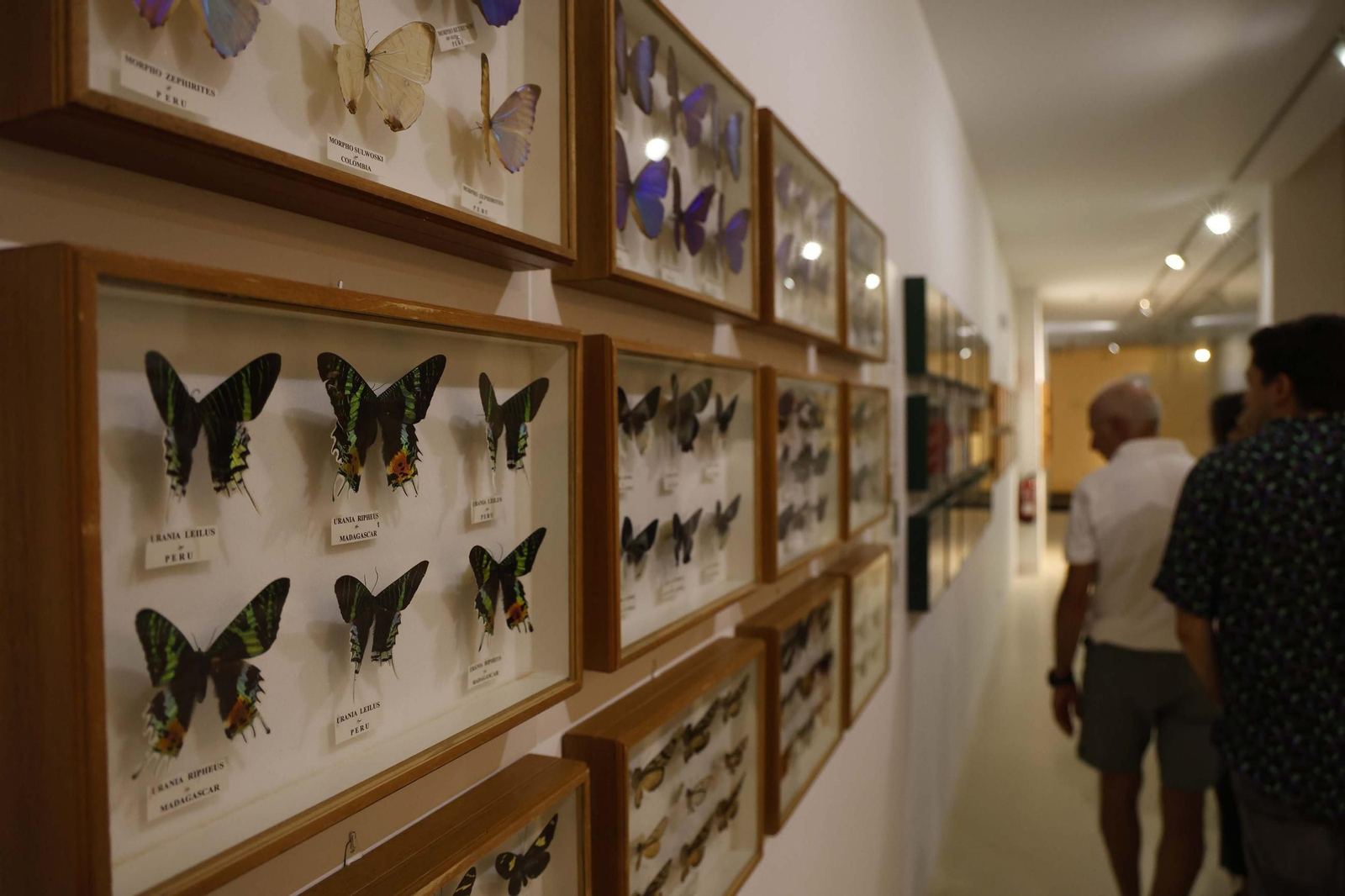 Fotos de los jardines mágicos de la Noche en Blanco de La Línea