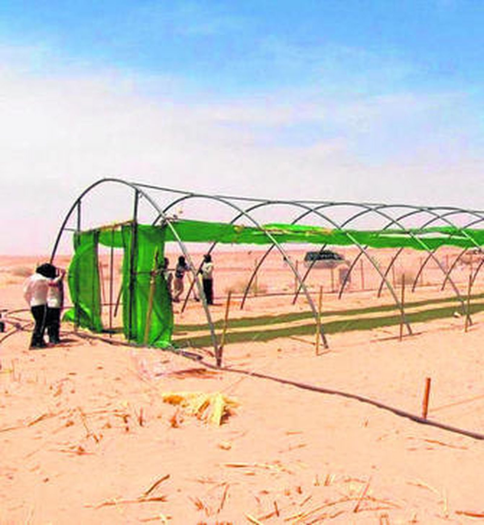 El invernadero que instaló la delegación de Amal en la 'wilaya' de Auserd.